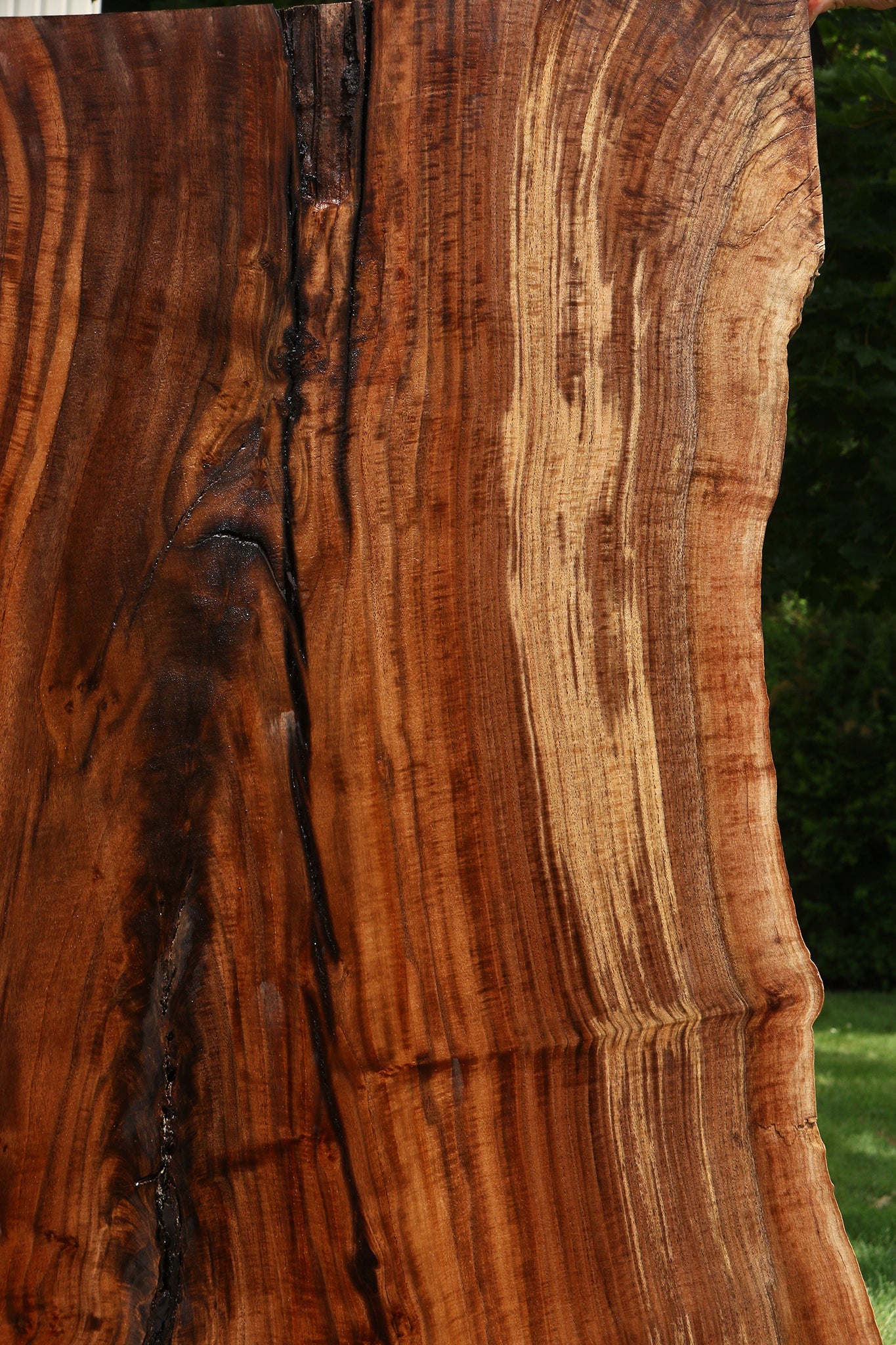 Extra Fancy Rustic Grafted Claro Walnut Live Edge Slab (Free Shipping Excluded)