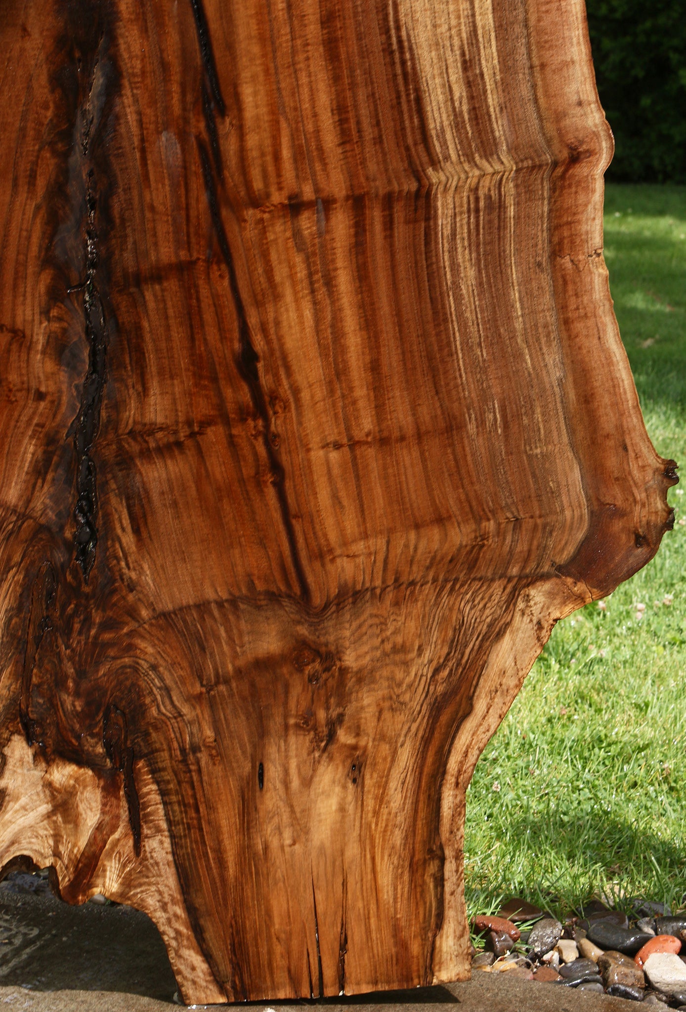 Extra Fancy Rustic Grafted Claro Walnut Live Edge Slab (Free Shipping Excluded)