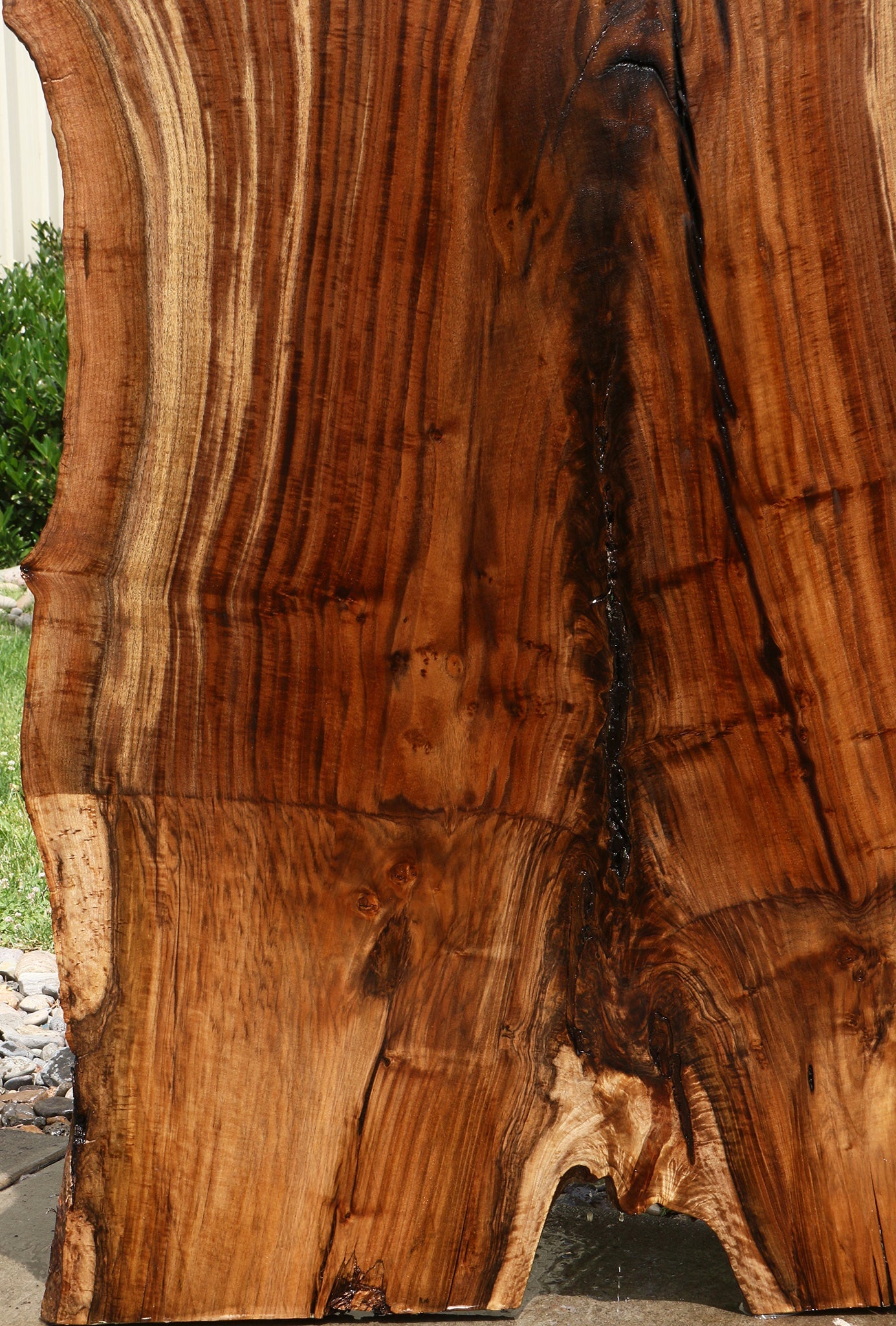 Extra Fancy Rustic Grafted Claro Walnut Live Edge Slab (Free Shipping Excluded)