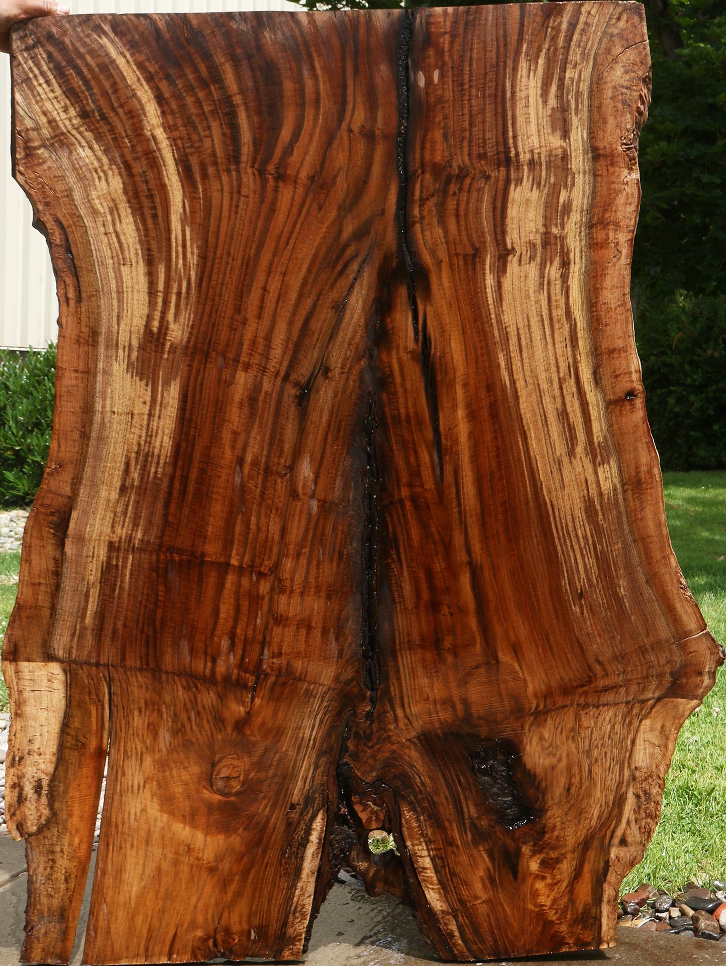 Extra Fancy Rustic Grafted Claro Walnut Live Edge Slab (Free Shipping Excluded)