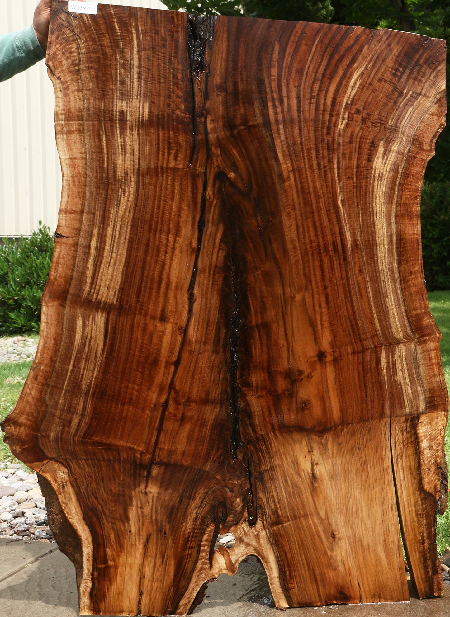 Extra Fancy Rustic Grafted Claro Walnut Live Edge Slab (Free Shipping Excluded)