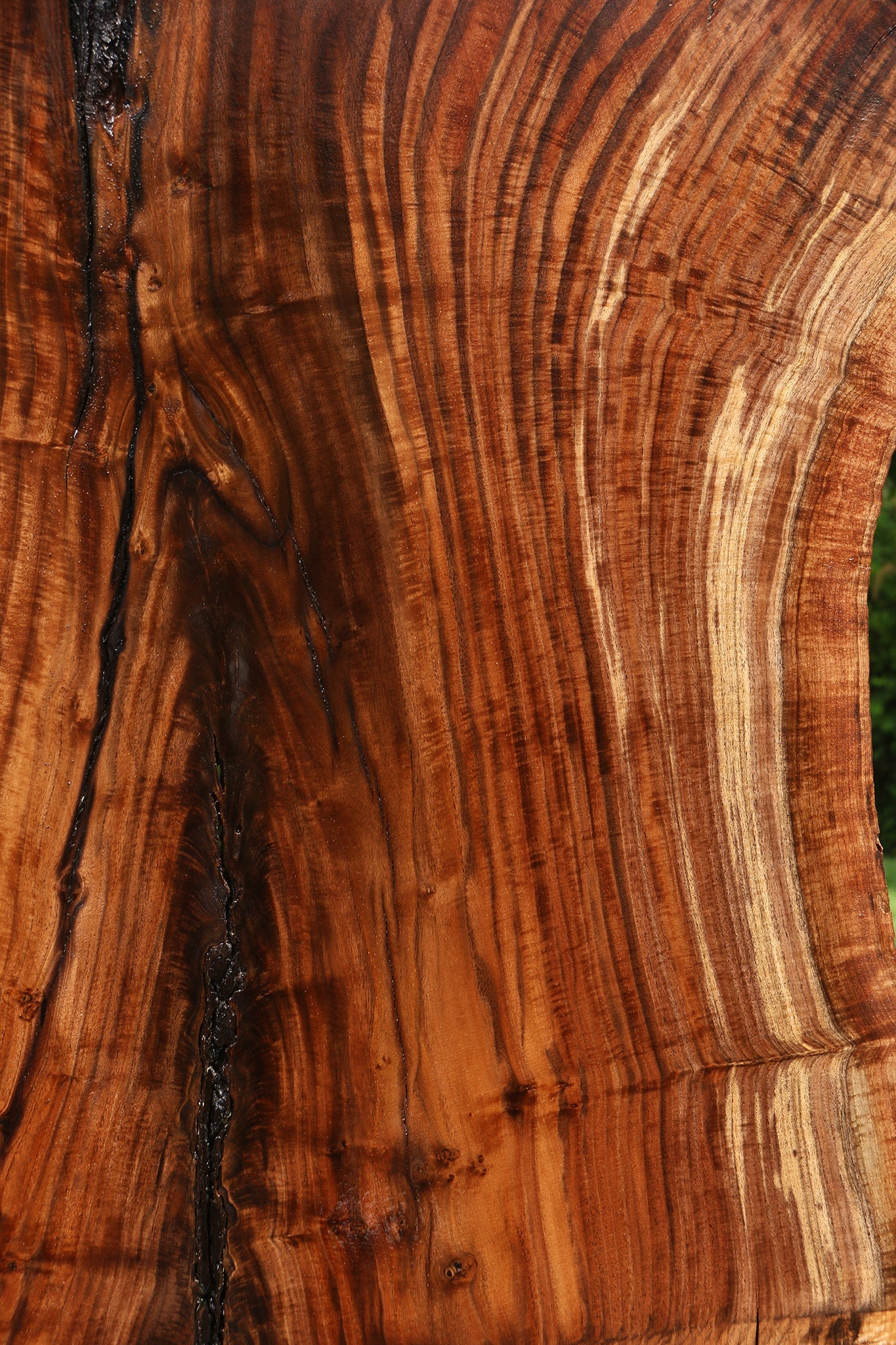 Extra Fancy Rustic Grafted Claro Walnut Live Edge Slab (Free Shipping Excluded)