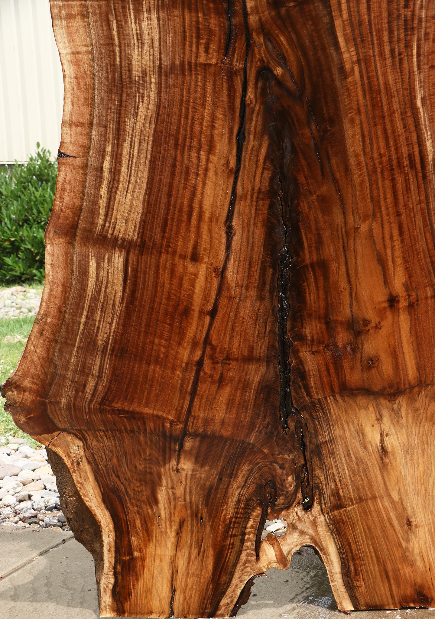 Extra Fancy Rustic Grafted Claro Walnut Live Edge Slab (Free Shipping Excluded)