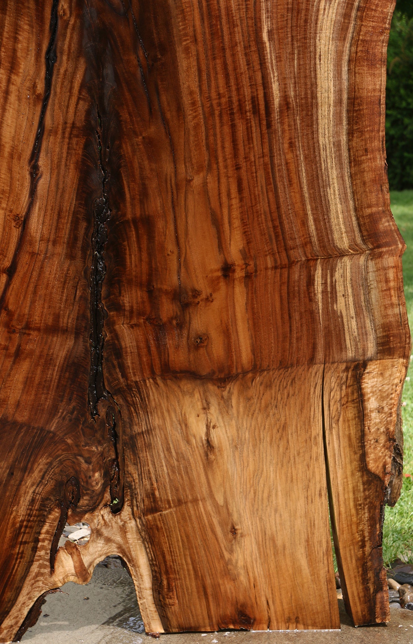 Extra Fancy Rustic Grafted Claro Walnut Live Edge Slab (Free Shipping Excluded)