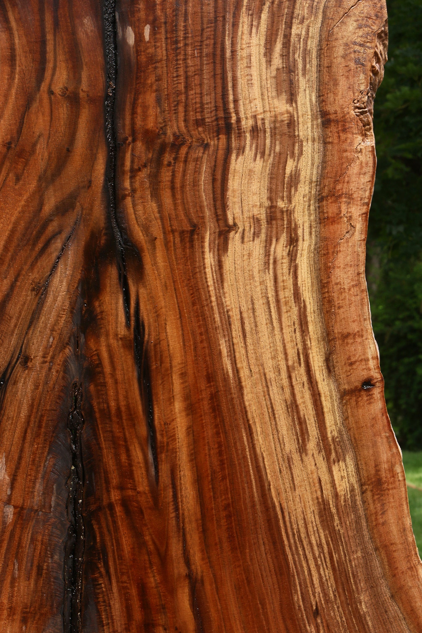 Extra Fancy Rustic Grafted Claro Walnut Live Edge Slab (Free Shipping Excluded)