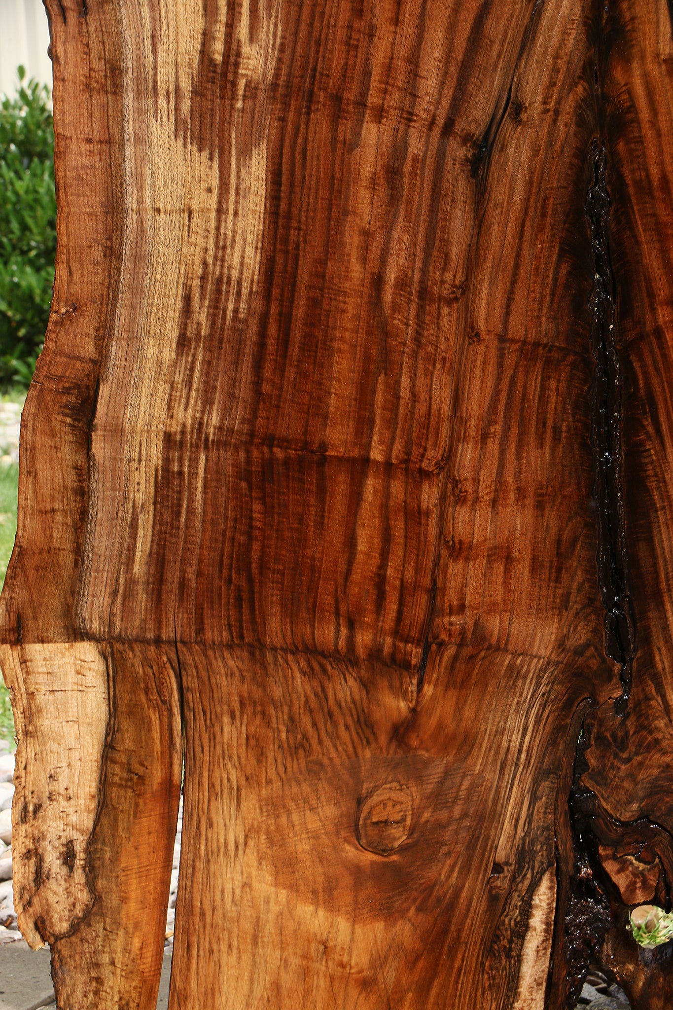 Extra Fancy Rustic Grafted Claro Walnut Live Edge Slab (Free Shipping Excluded)