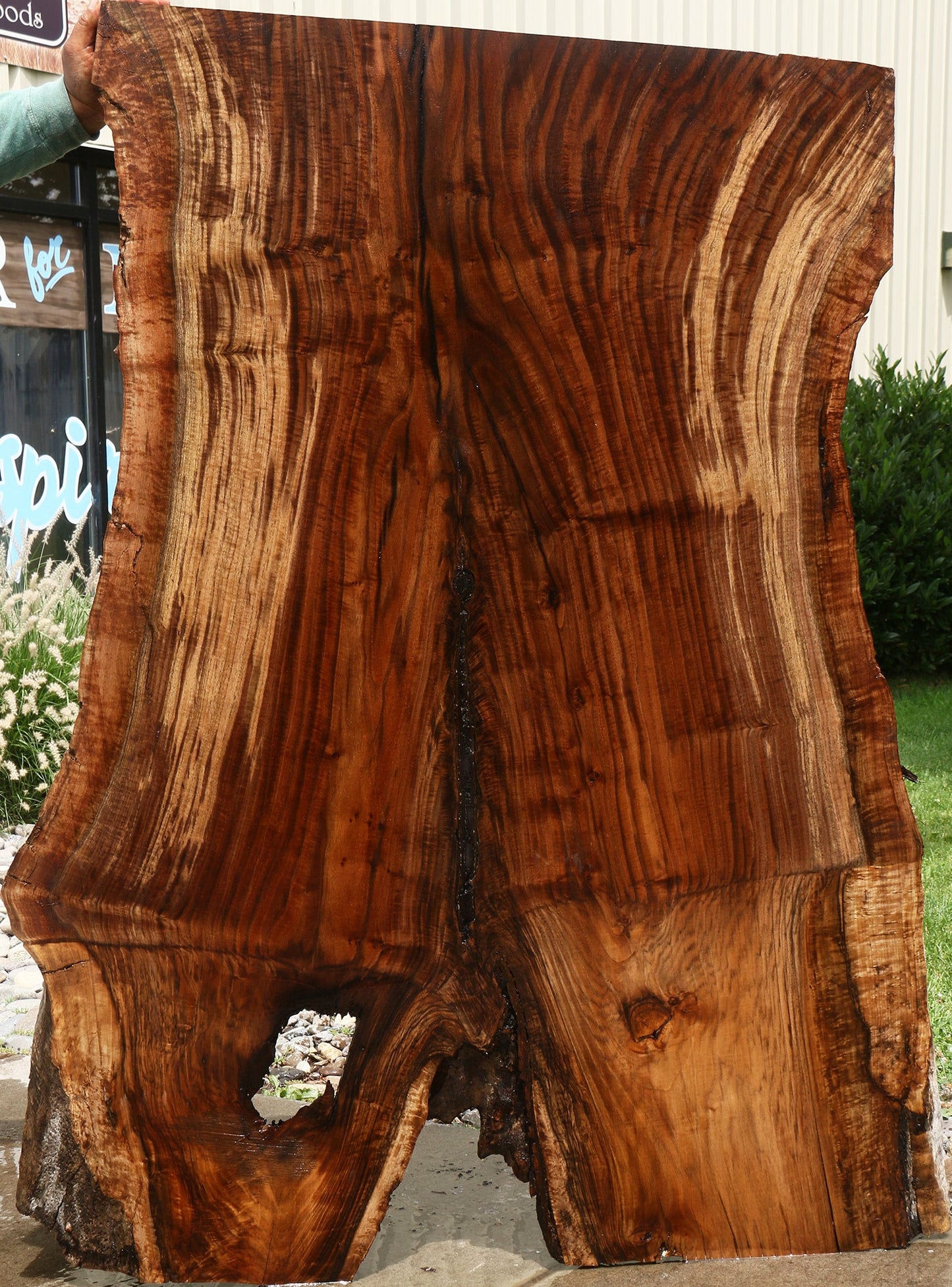 Extra Fancy Rustic Grafted Claro Walnut Live Edge Slab (Free Shipping Excluded)