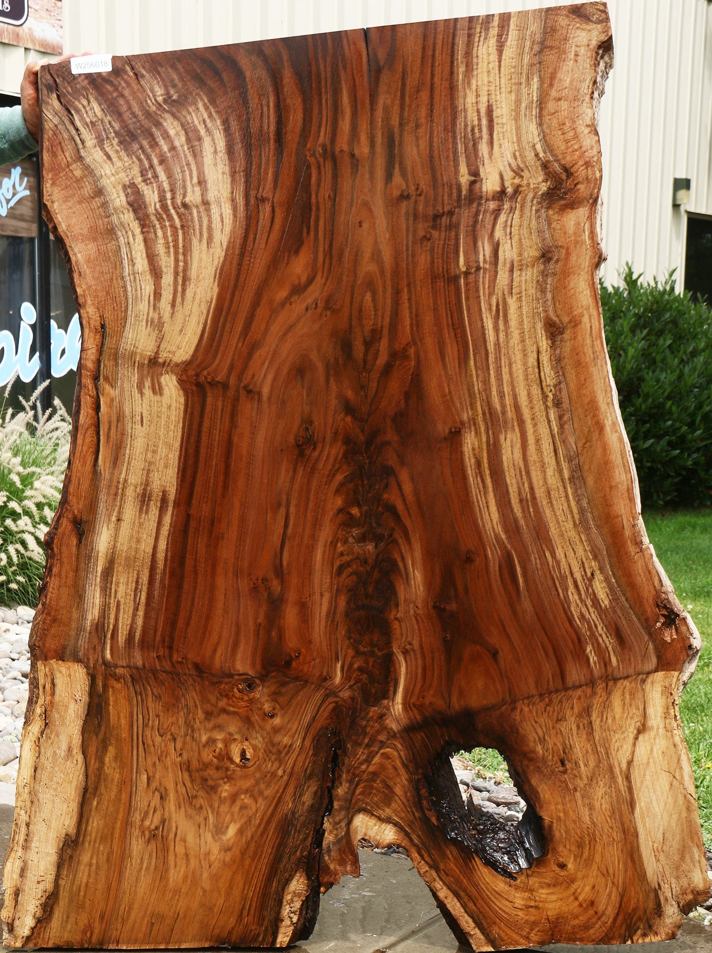 Extra Fancy Rustic Grafted Claro Walnut Live Edge Slab (Free Shipping Excluded)