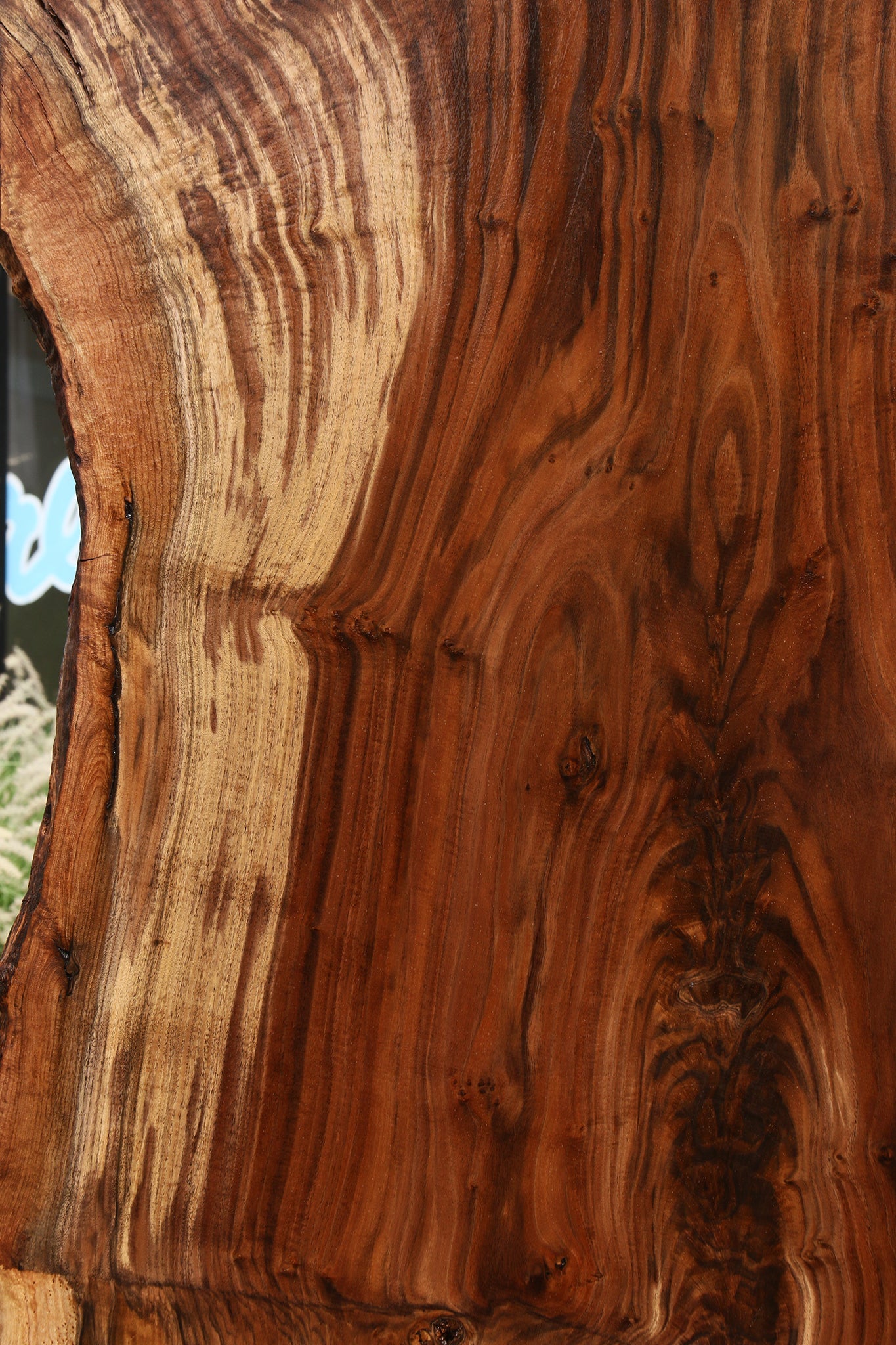 Extra Fancy Rustic Grafted Claro Walnut Live Edge Slab (Free Shipping Excluded)