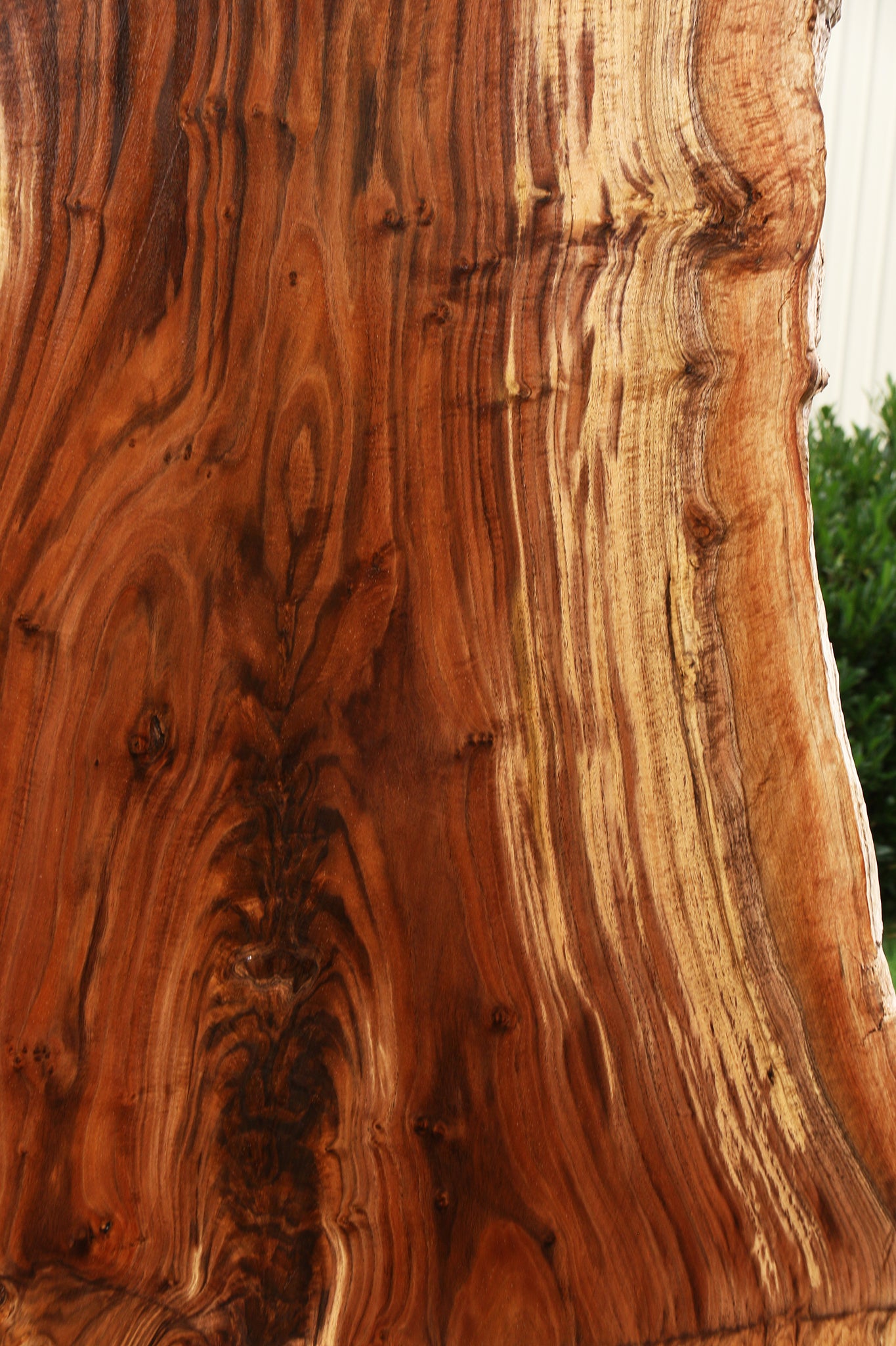 Extra Fancy Rustic Grafted Claro Walnut Live Edge Slab (Free Shipping Excluded)