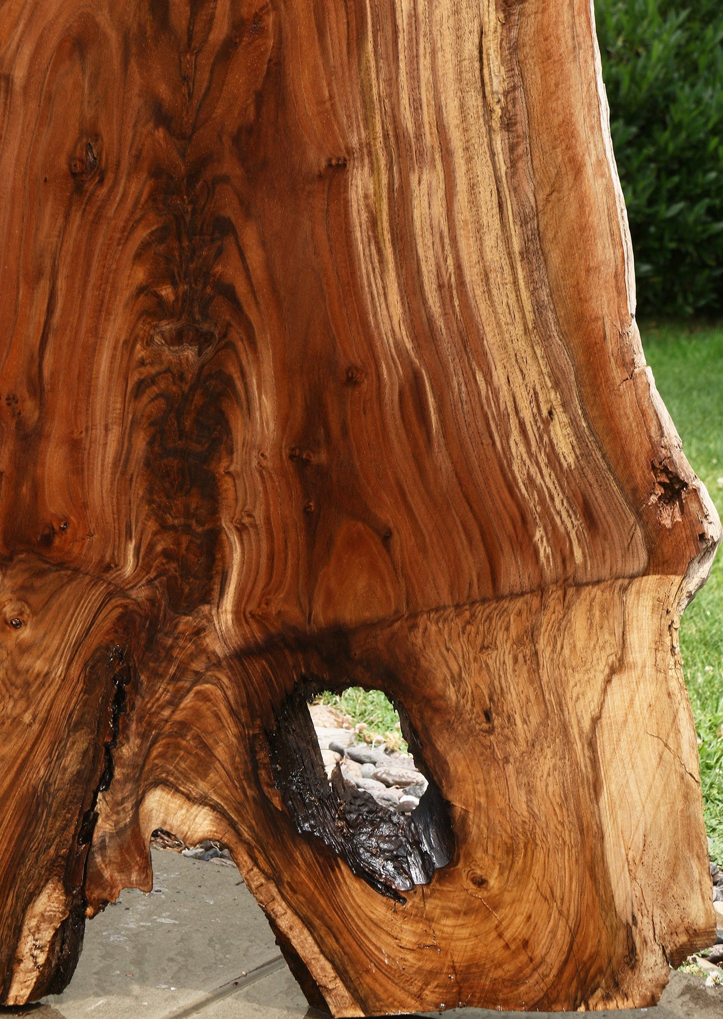 Extra Fancy Rustic Grafted Claro Walnut Live Edge Slab (Free Shipping Excluded)