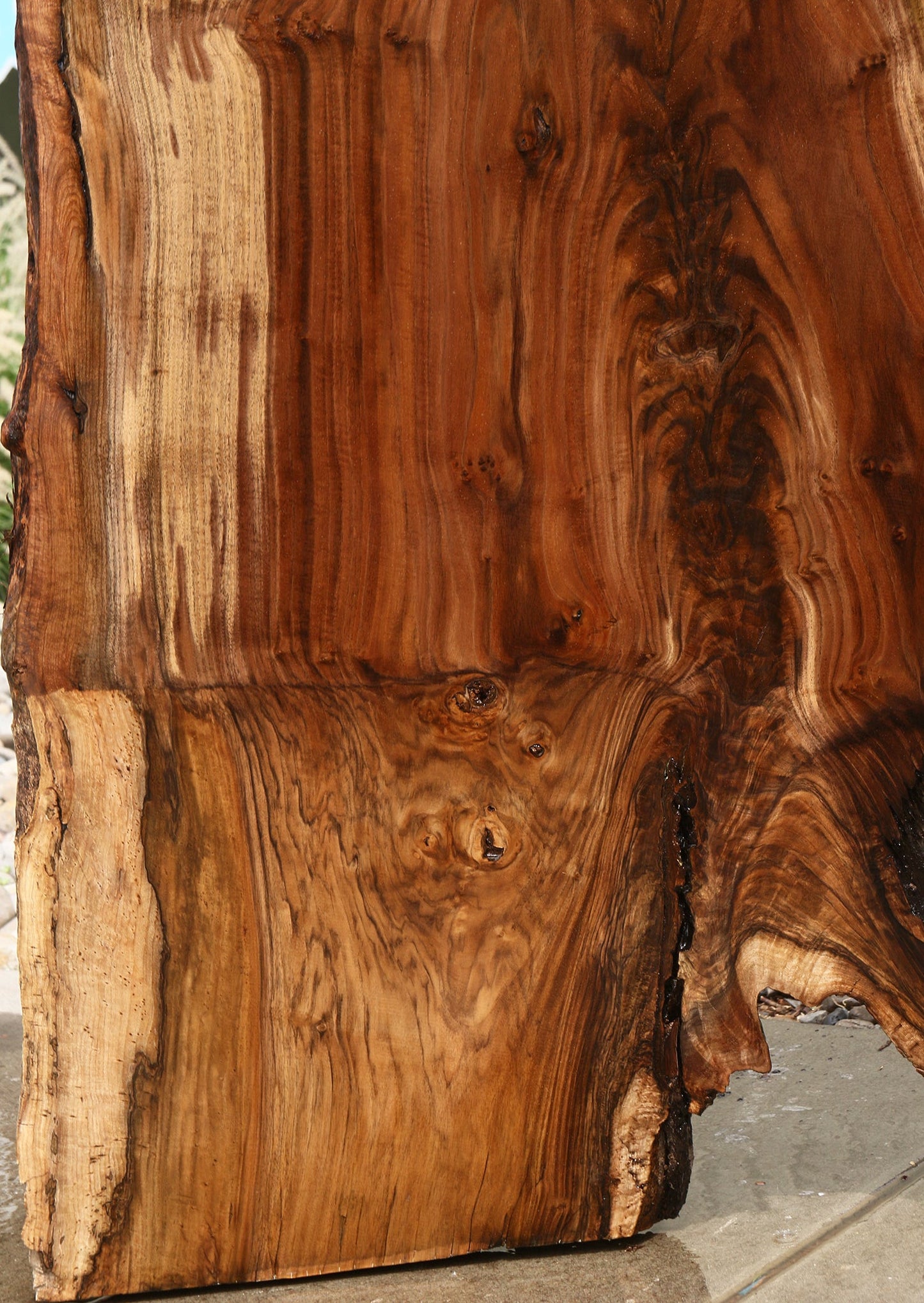 Extra Fancy Rustic Grafted Claro Walnut Live Edge Slab (Free Shipping Excluded)