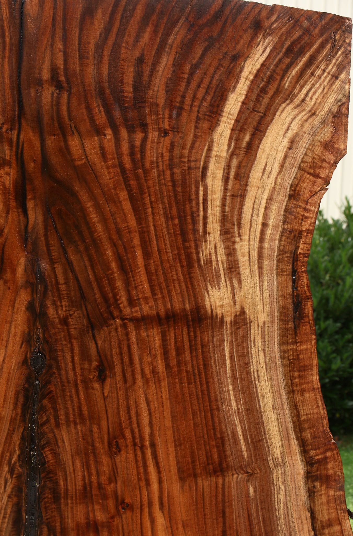 Extra Fancy Rustic Grafted Claro Walnut Live Edge Slab (Free Shipping Excluded)