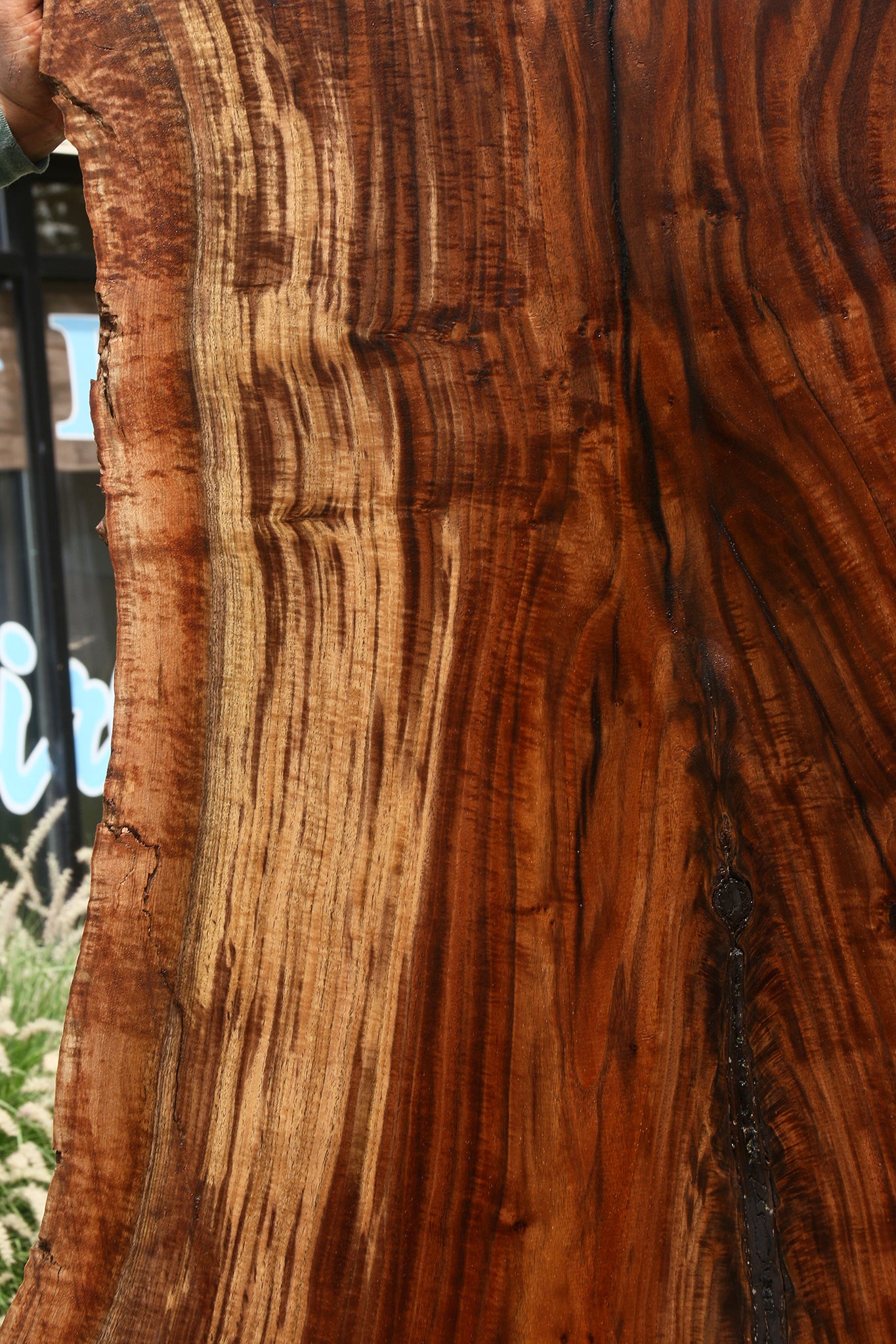 Extra Fancy Rustic Grafted Claro Walnut Live Edge Slab (Free Shipping Excluded)