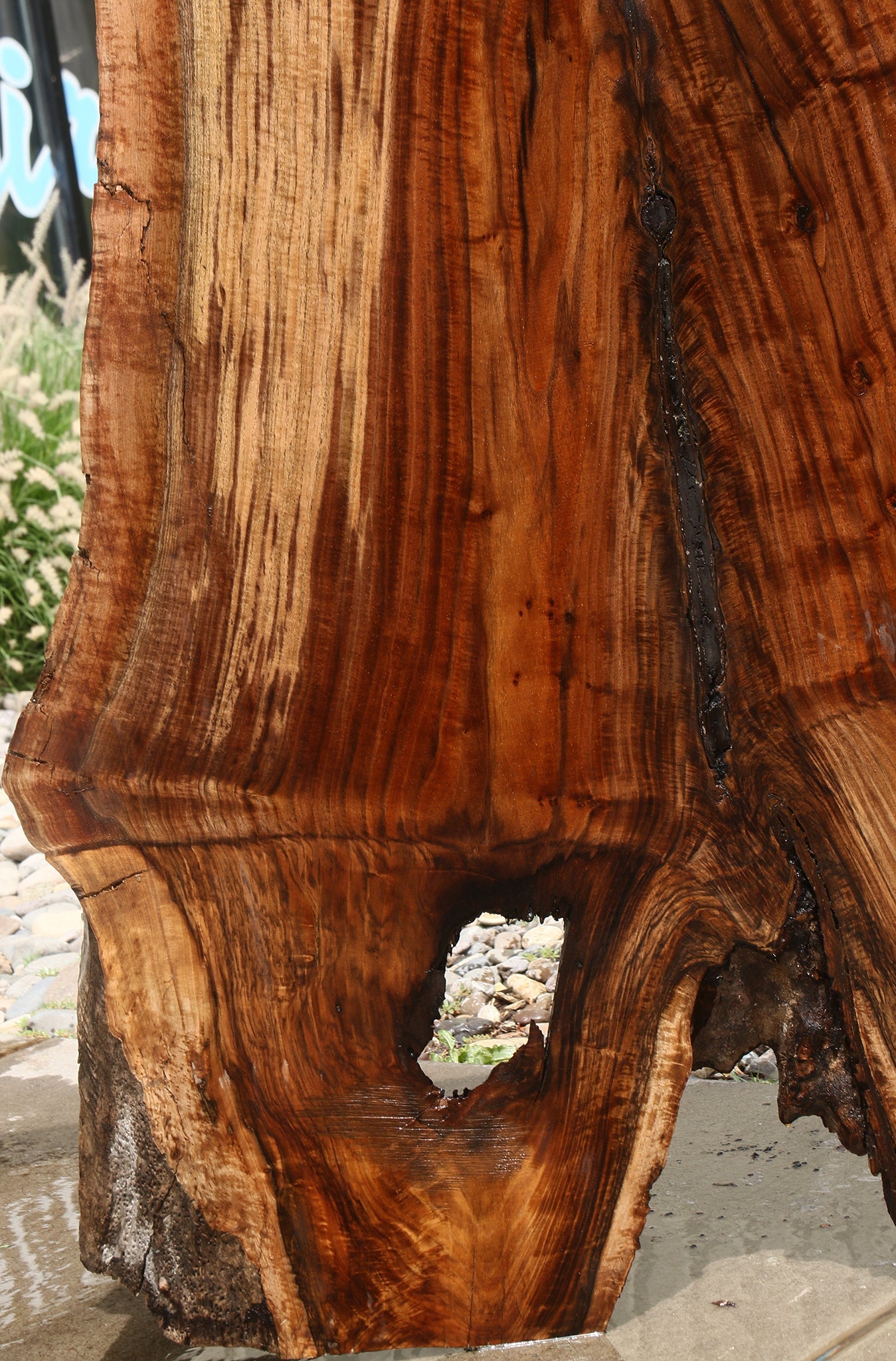 Extra Fancy Rustic Grafted Claro Walnut Live Edge Slab (Free Shipping Excluded)
