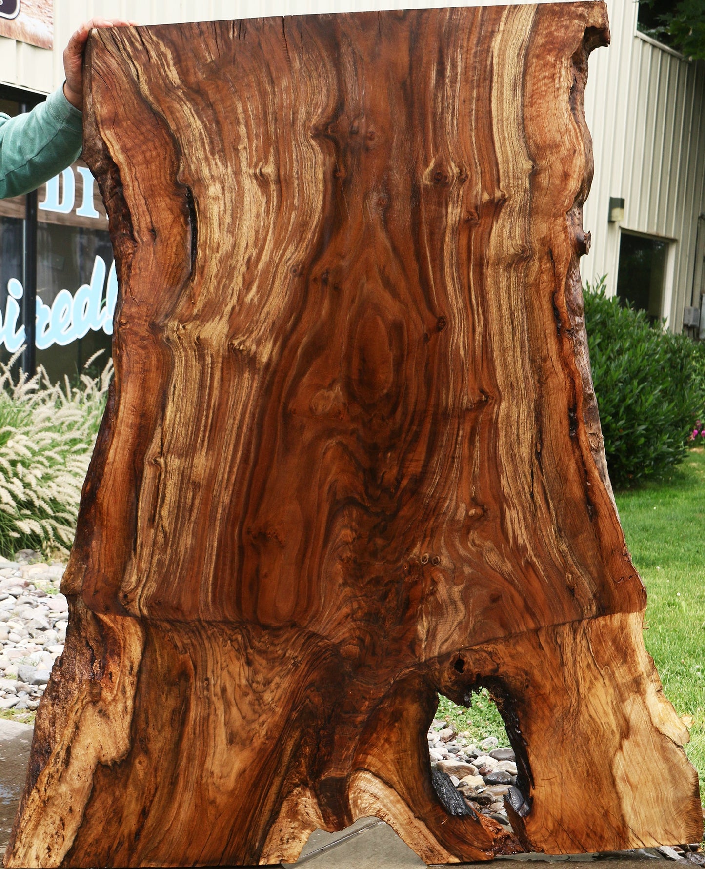 Extra Fancy Rustic Grafted Claro Walnut Live Edge Slab (Free Shipping Excluded)