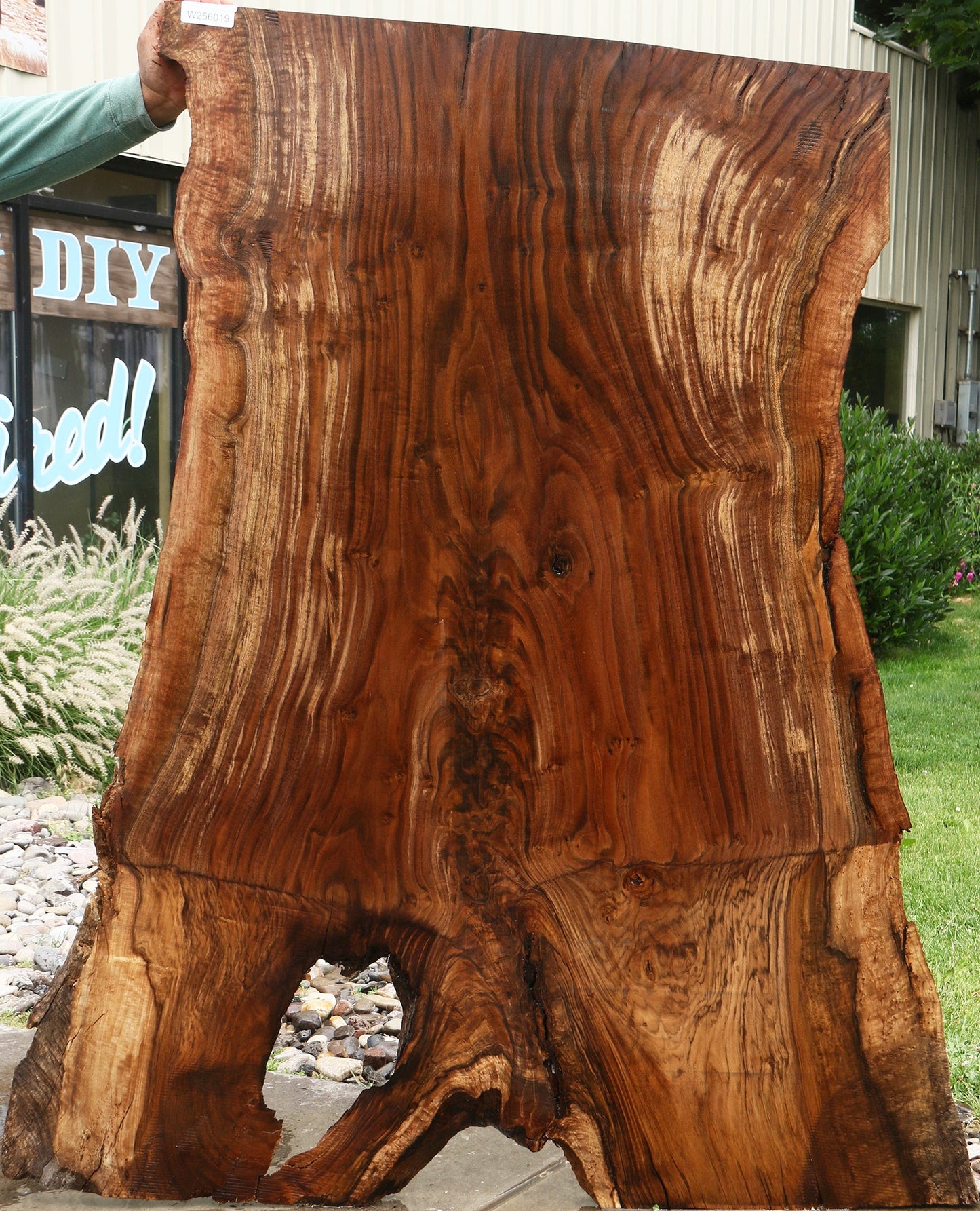 Extra Fancy Rustic Grafted Claro Walnut Live Edge Slab (Free Shipping Excluded)
