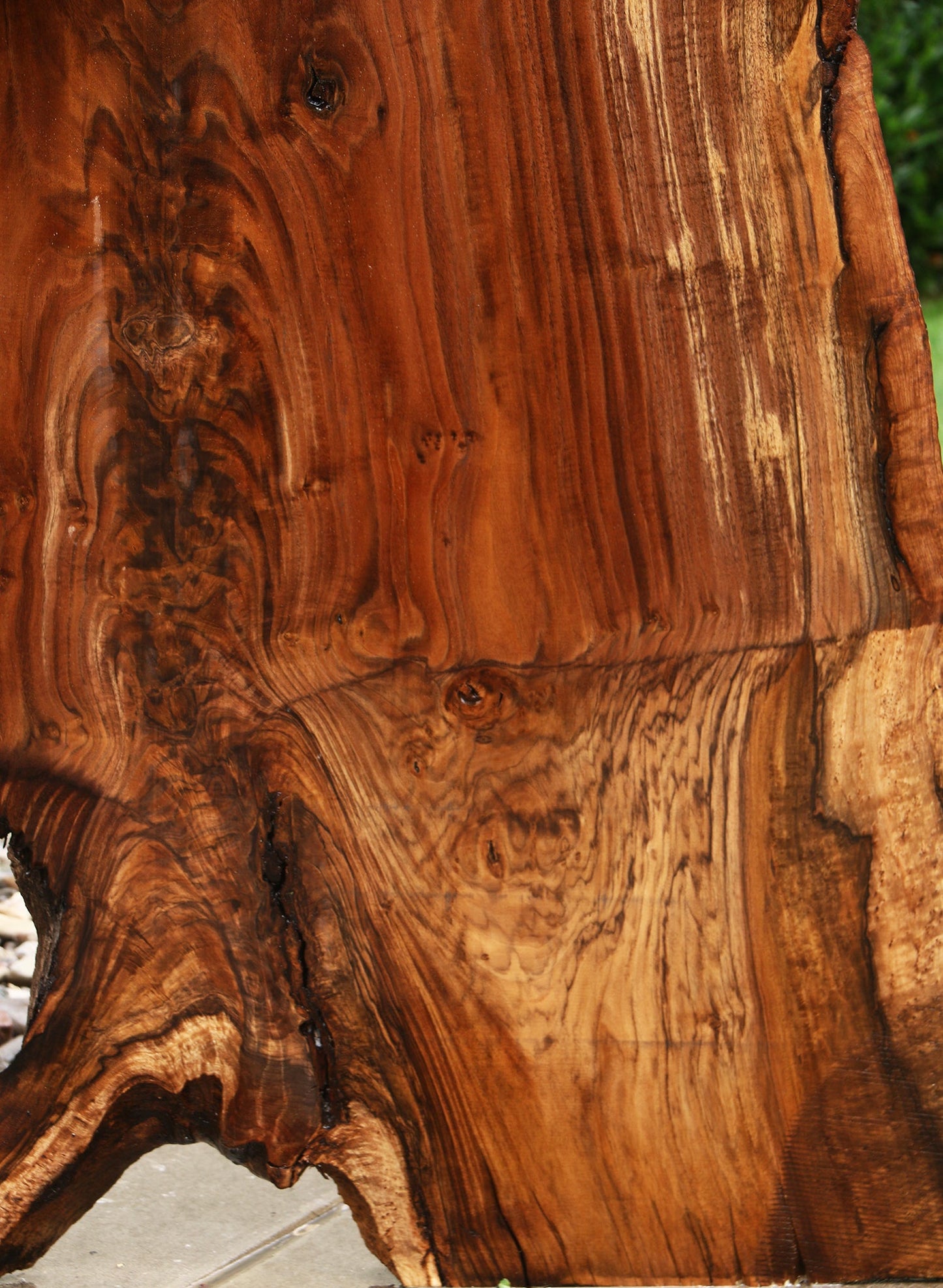 Extra Fancy Rustic Grafted Claro Walnut Live Edge Slab (Free Shipping Excluded)