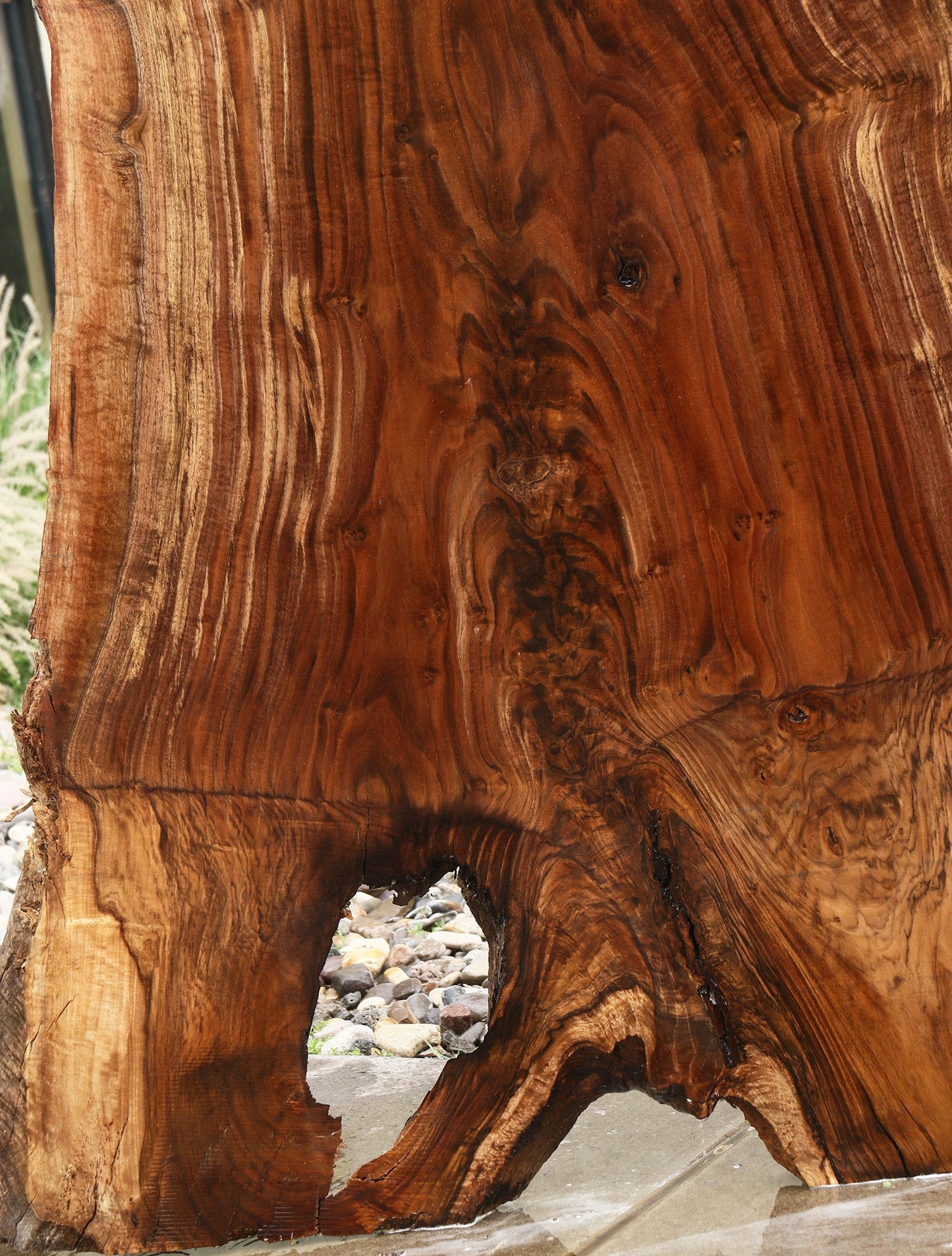 Extra Fancy Rustic Grafted Claro Walnut Live Edge Slab (Free Shipping Excluded)