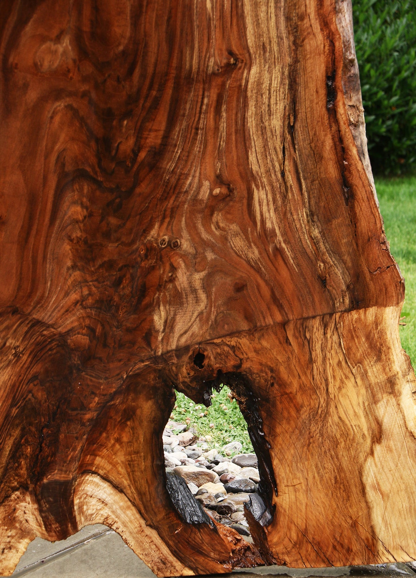 Extra Fancy Rustic Grafted Claro Walnut Live Edge Slab (Free Shipping Excluded)