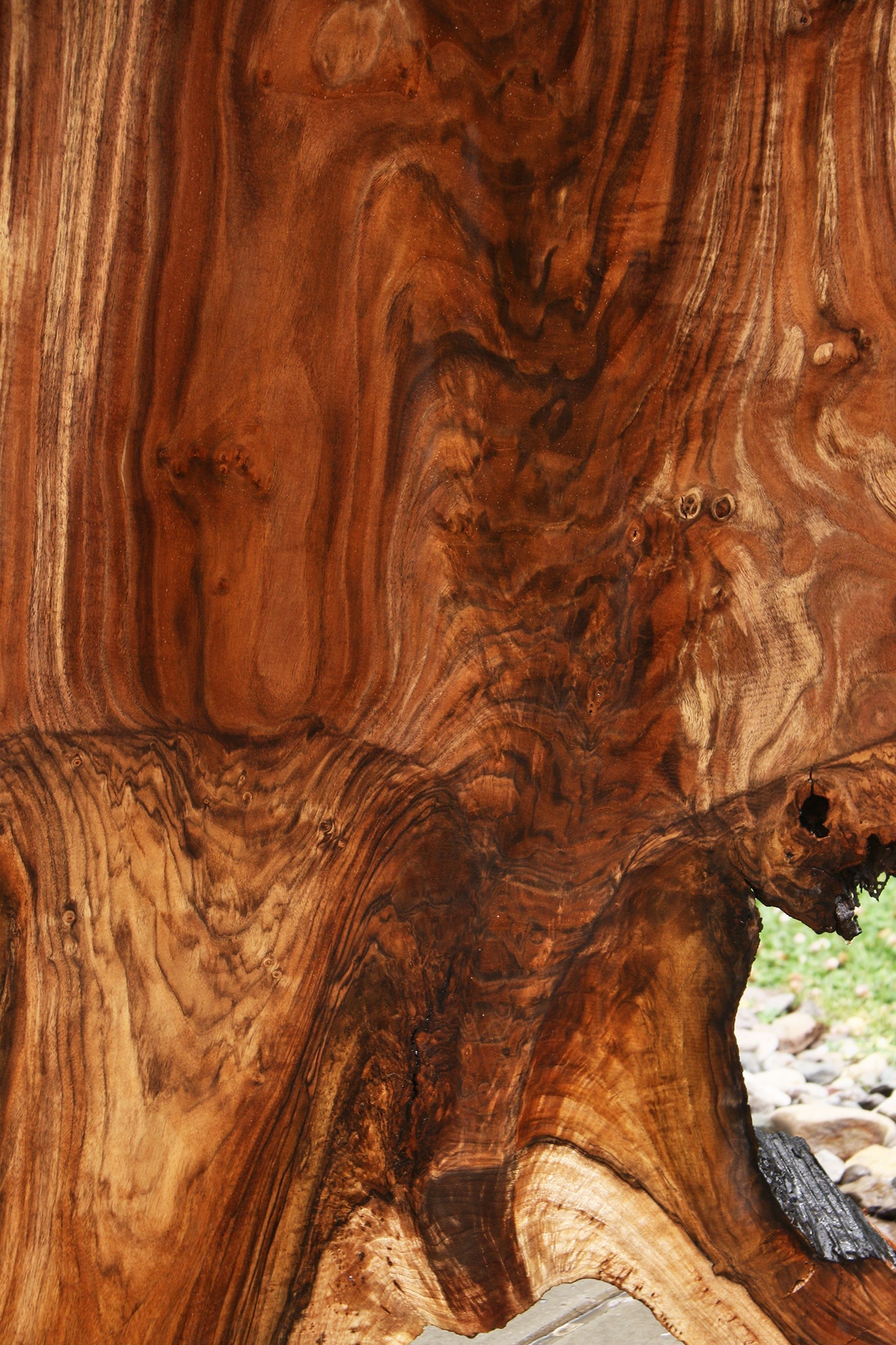 Extra Fancy Rustic Grafted Claro Walnut Live Edge Slab (Free Shipping Excluded)
