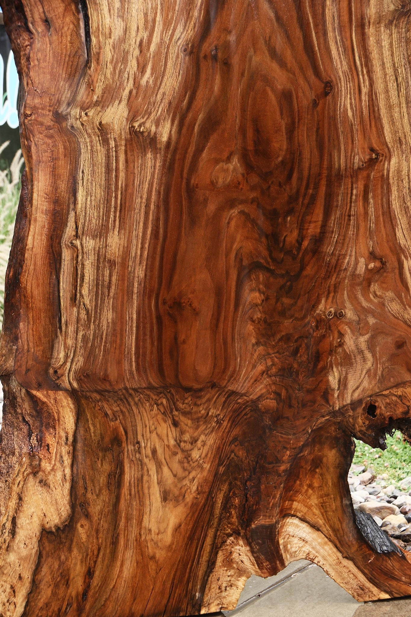 Extra Fancy Rustic Grafted Claro Walnut Live Edge Slab (Free Shipping Excluded)