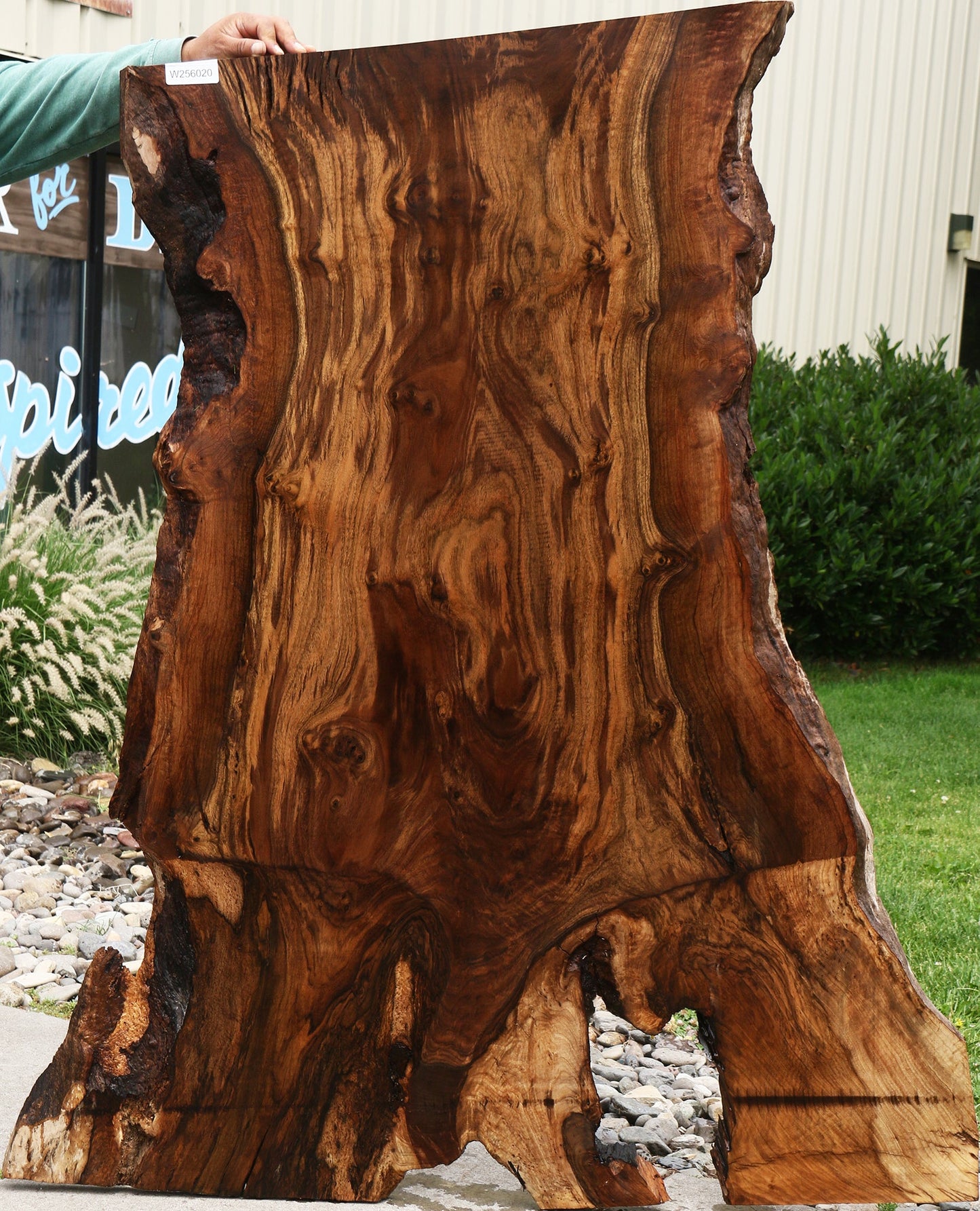 Extra Fancy Rustic Grafted Claro Walnut Live Edge Slab (Free Shipping Excluded)