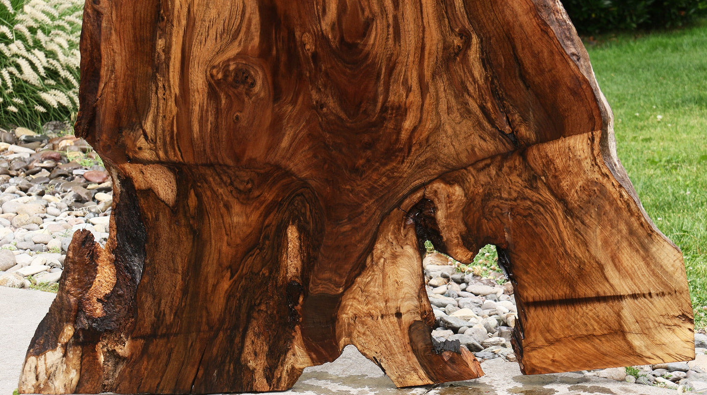Extra Fancy Rustic Grafted Claro Walnut Live Edge Slab (Free Shipping Excluded)