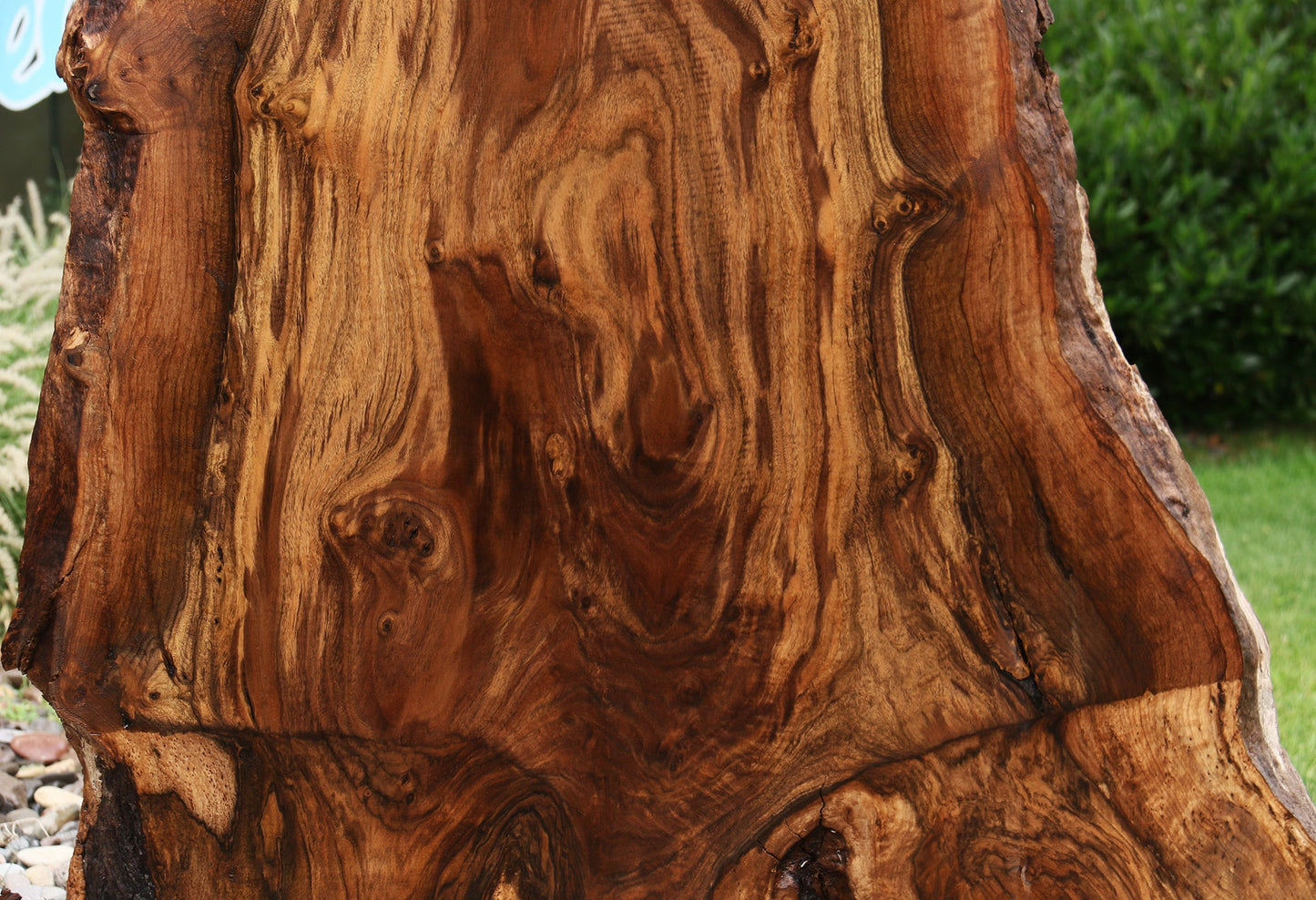 Extra Fancy Rustic Grafted Claro Walnut Live Edge Slab (Free Shipping Excluded)