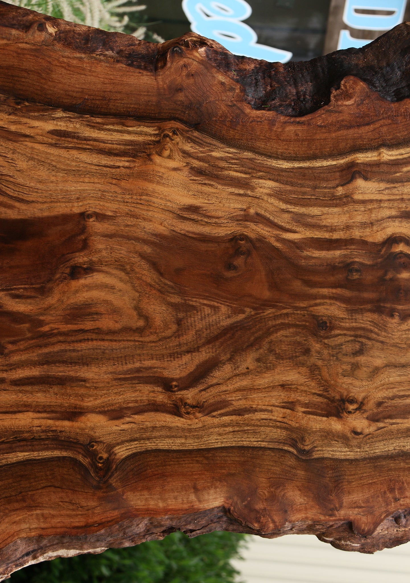 Extra Fancy Rustic Grafted Claro Walnut Live Edge Slab (Free Shipping Excluded)