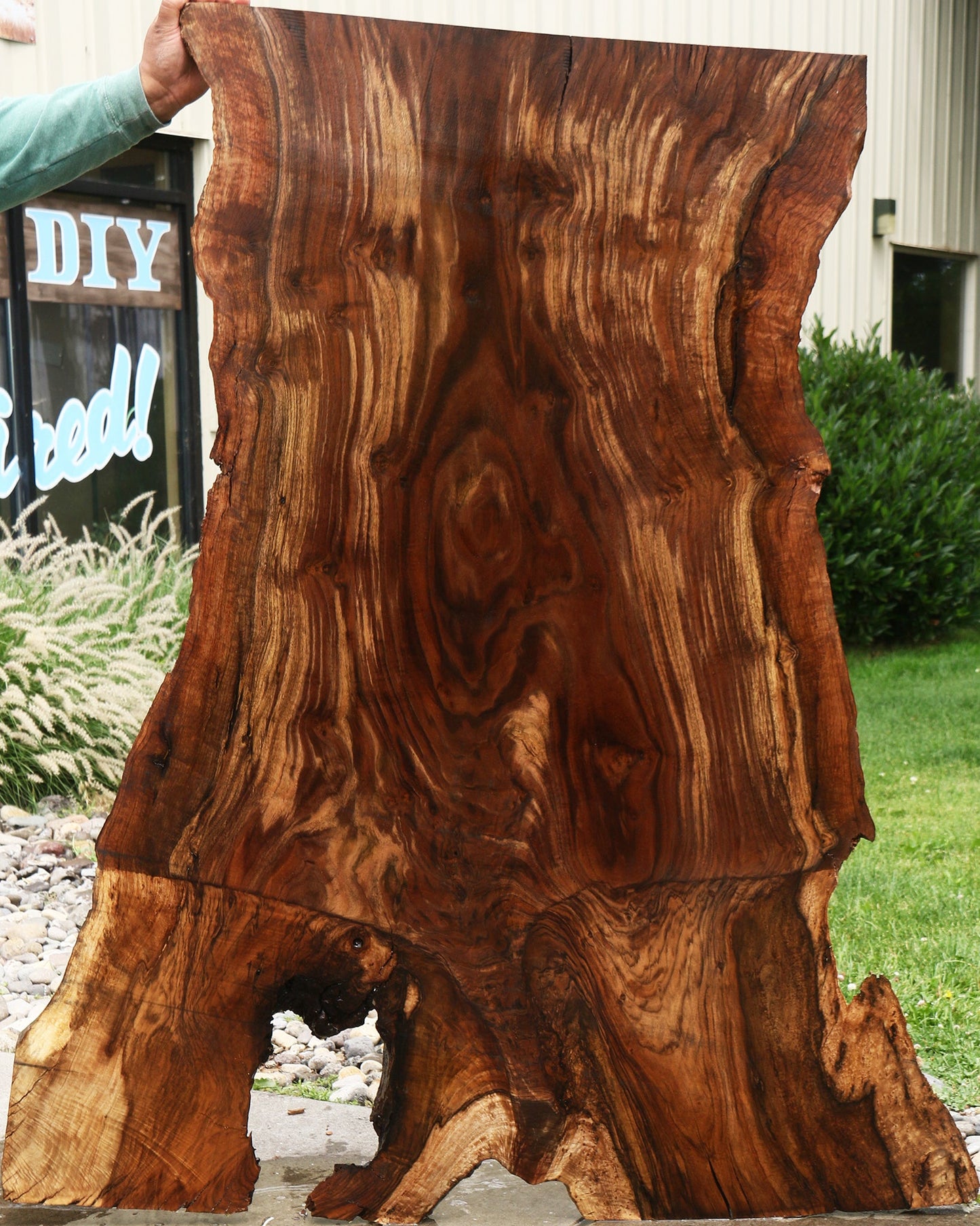 Extra Fancy Rustic Grafted Claro Walnut Live Edge Slab (Free Shipping Excluded)