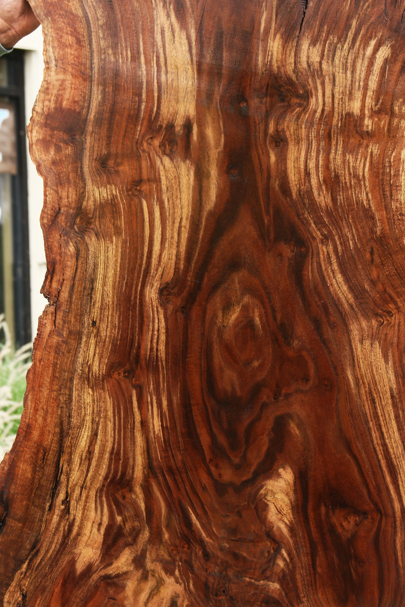 Extra Fancy Rustic Grafted Claro Walnut Live Edge Slab (Free Shipping Excluded)