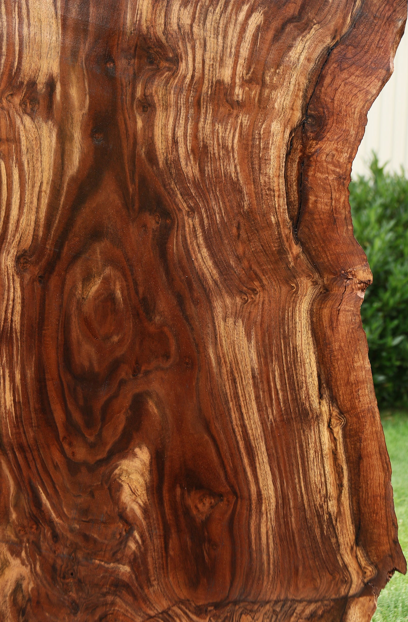 Extra Fancy Rustic Grafted Claro Walnut Live Edge Slab (Free Shipping Excluded)
