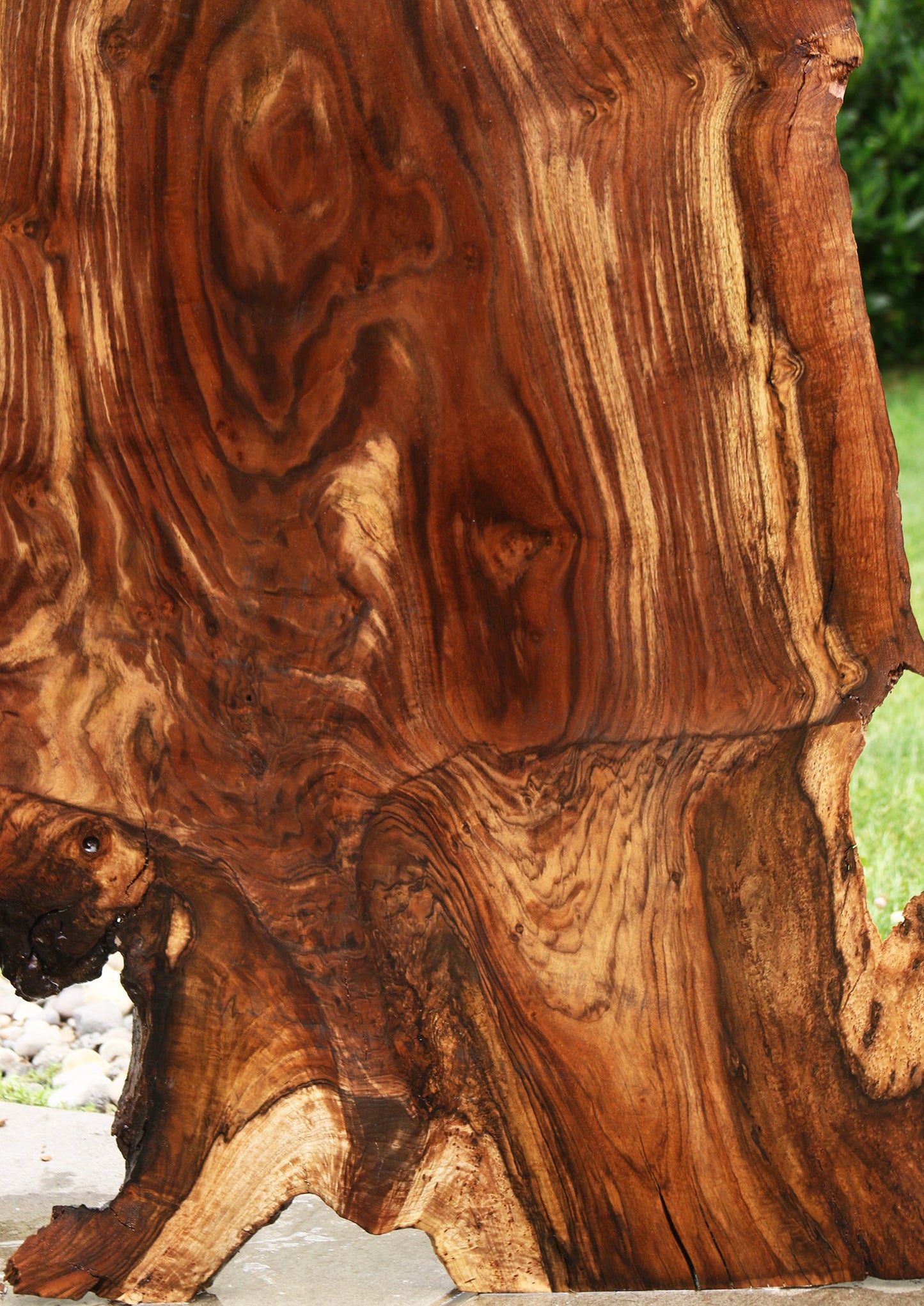 Extra Fancy Rustic Grafted Claro Walnut Live Edge Slab (Free Shipping Excluded)