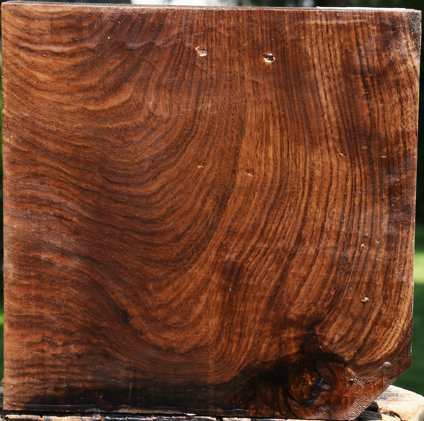 Claro Walnut Bowl Blank