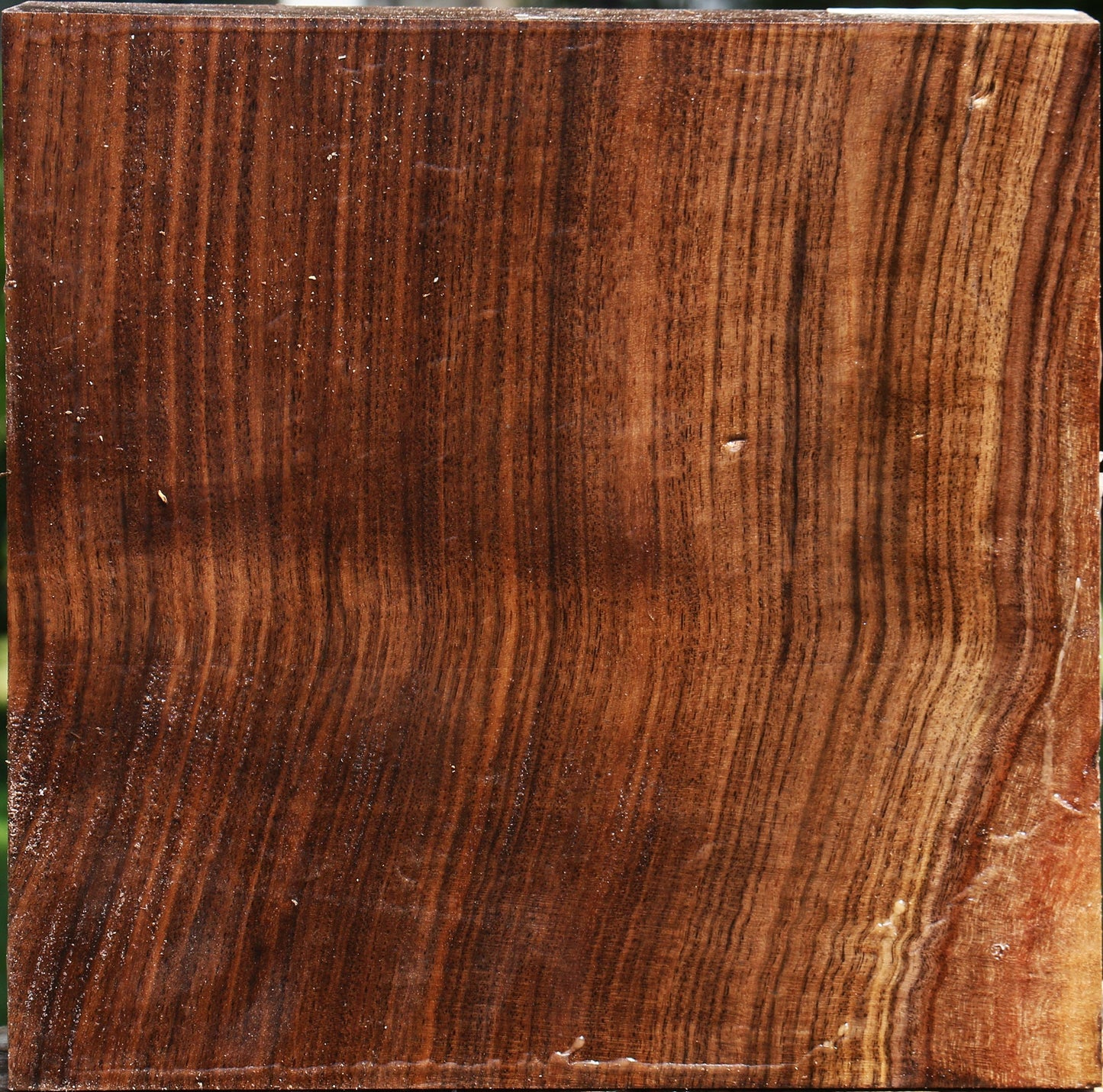 Claro Walnut Bowl Blank