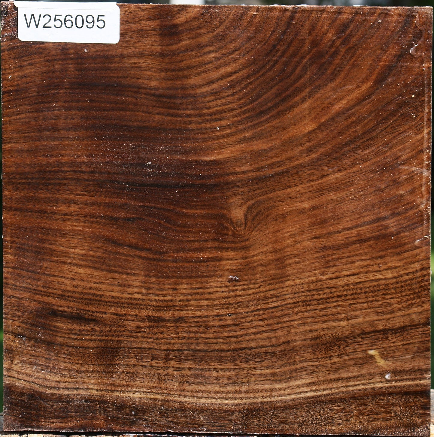 Claro Walnut Bowl Blank
