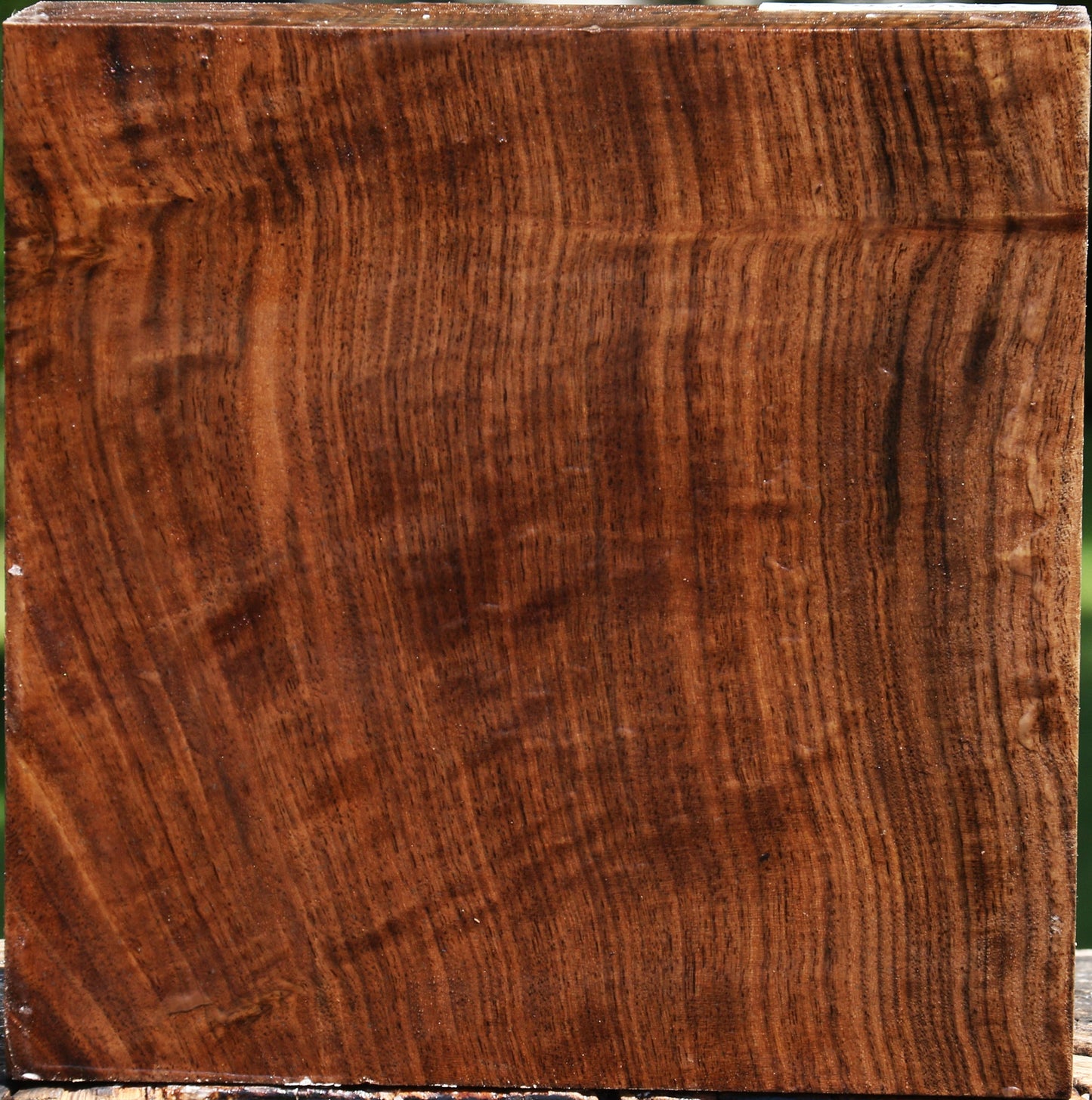Claro Walnut Bowl Blank