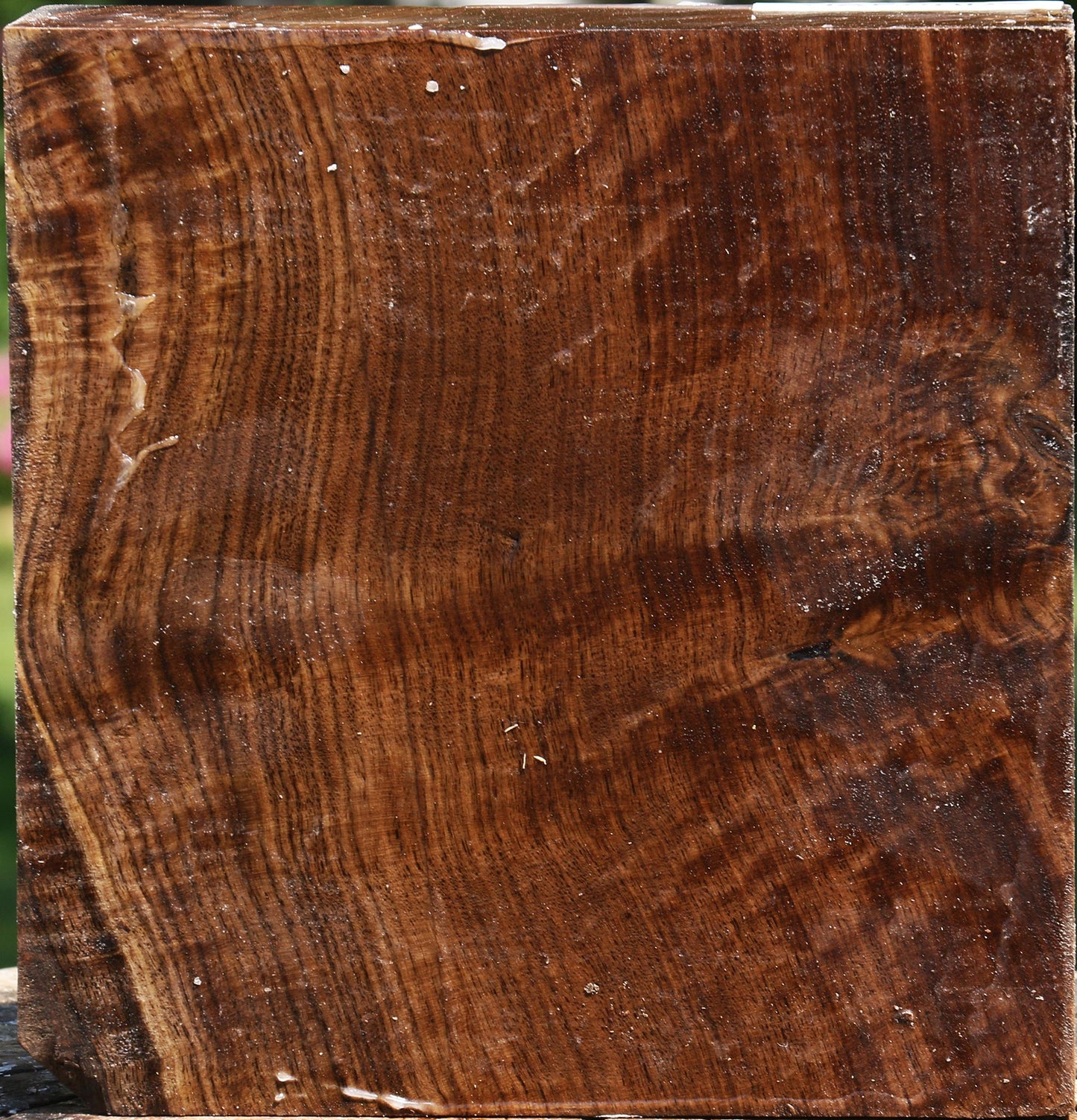 Figured Claro Walnut Bowl Blank