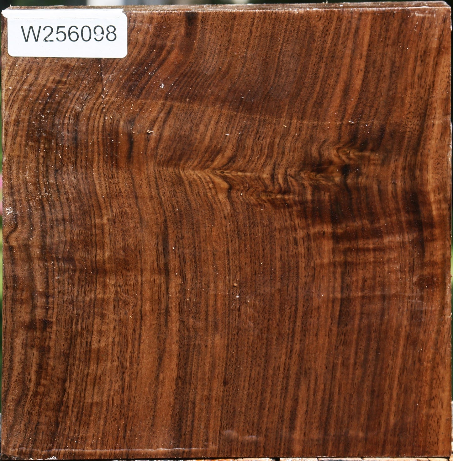 Figured Claro Walnut Bowl Blank