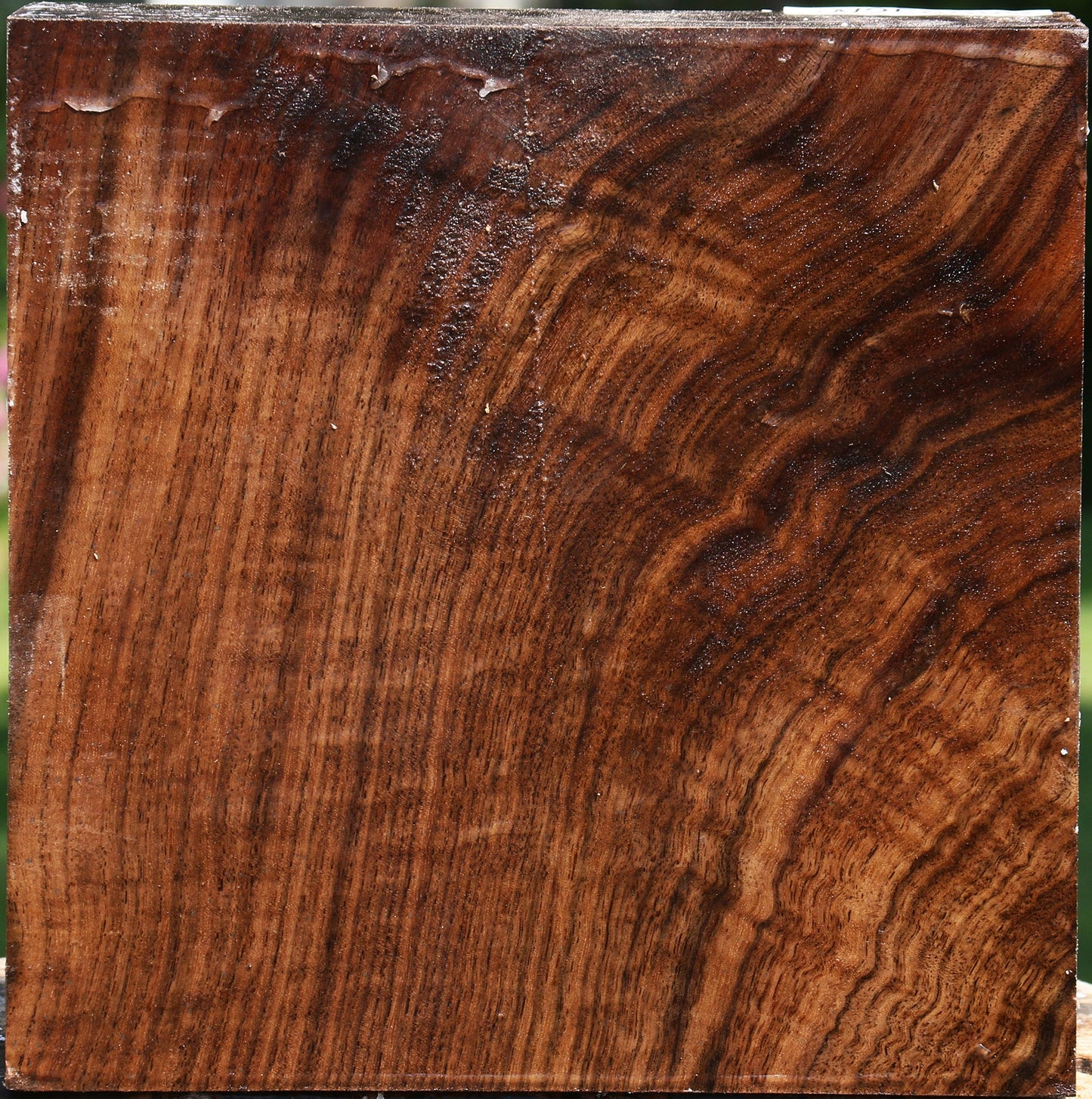 Extra Fancy Claro Walnut Bowl Blank