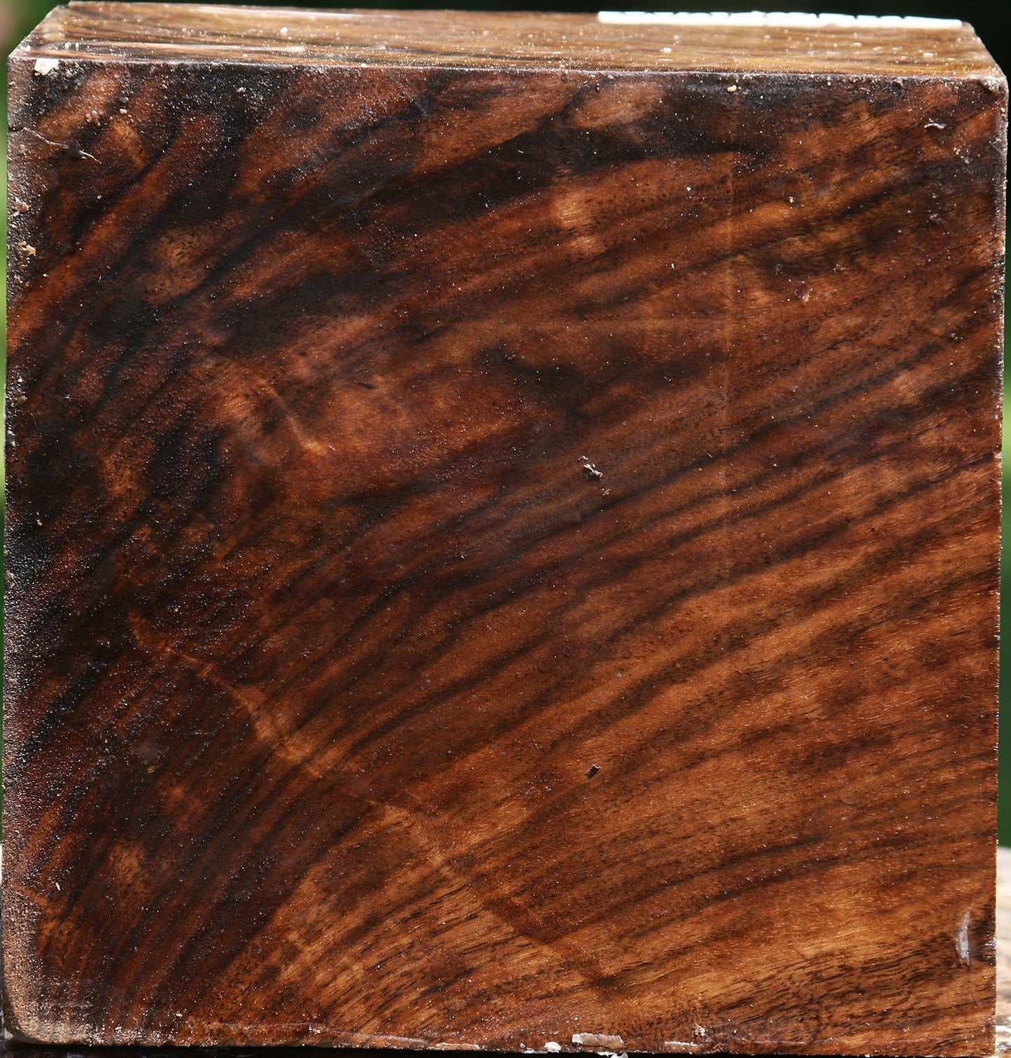 Extra Fancy Claro Walnut Bowl Blank