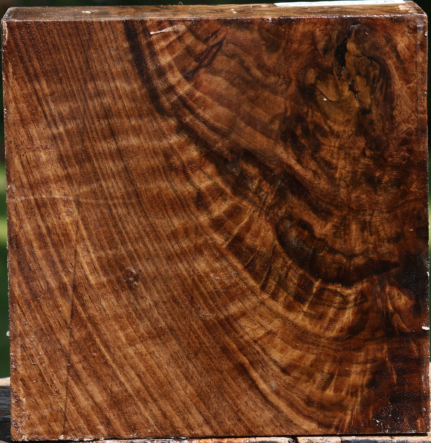 Exhibition Claro Walnut Bowl Blank
