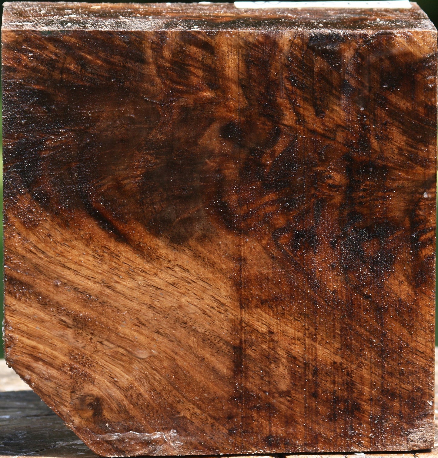 Extra Fancy Claro Walnut Bowl Blank