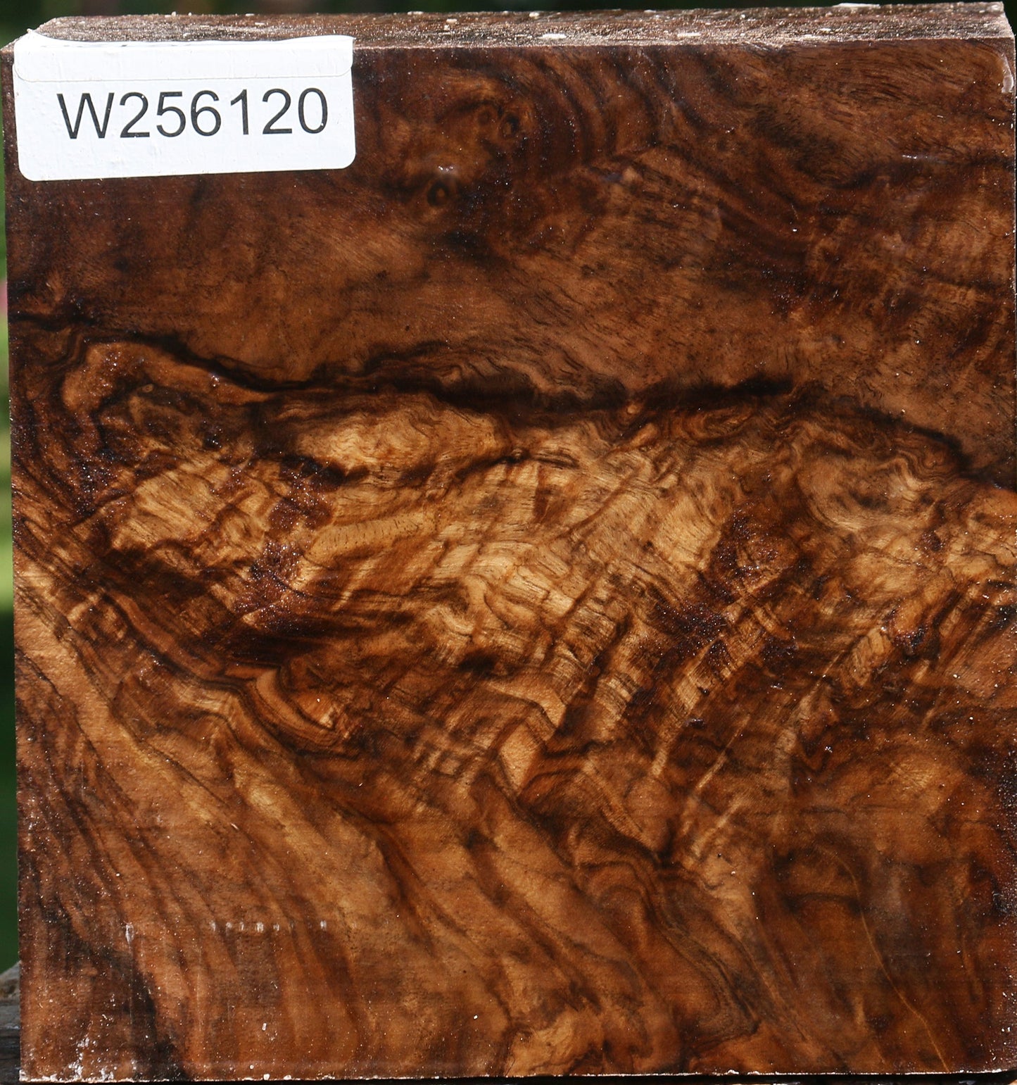 Extra Fancy Claro Walnut Bowl Blank