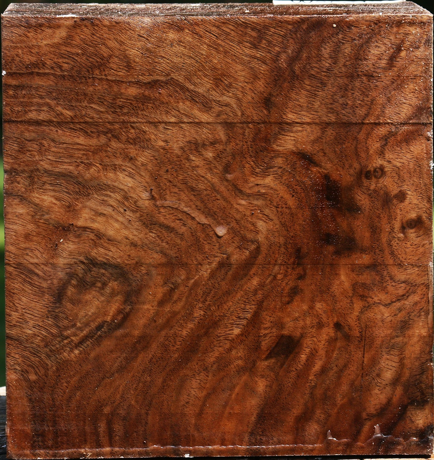 Extra Fancy Claro Walnut Bowl Blank