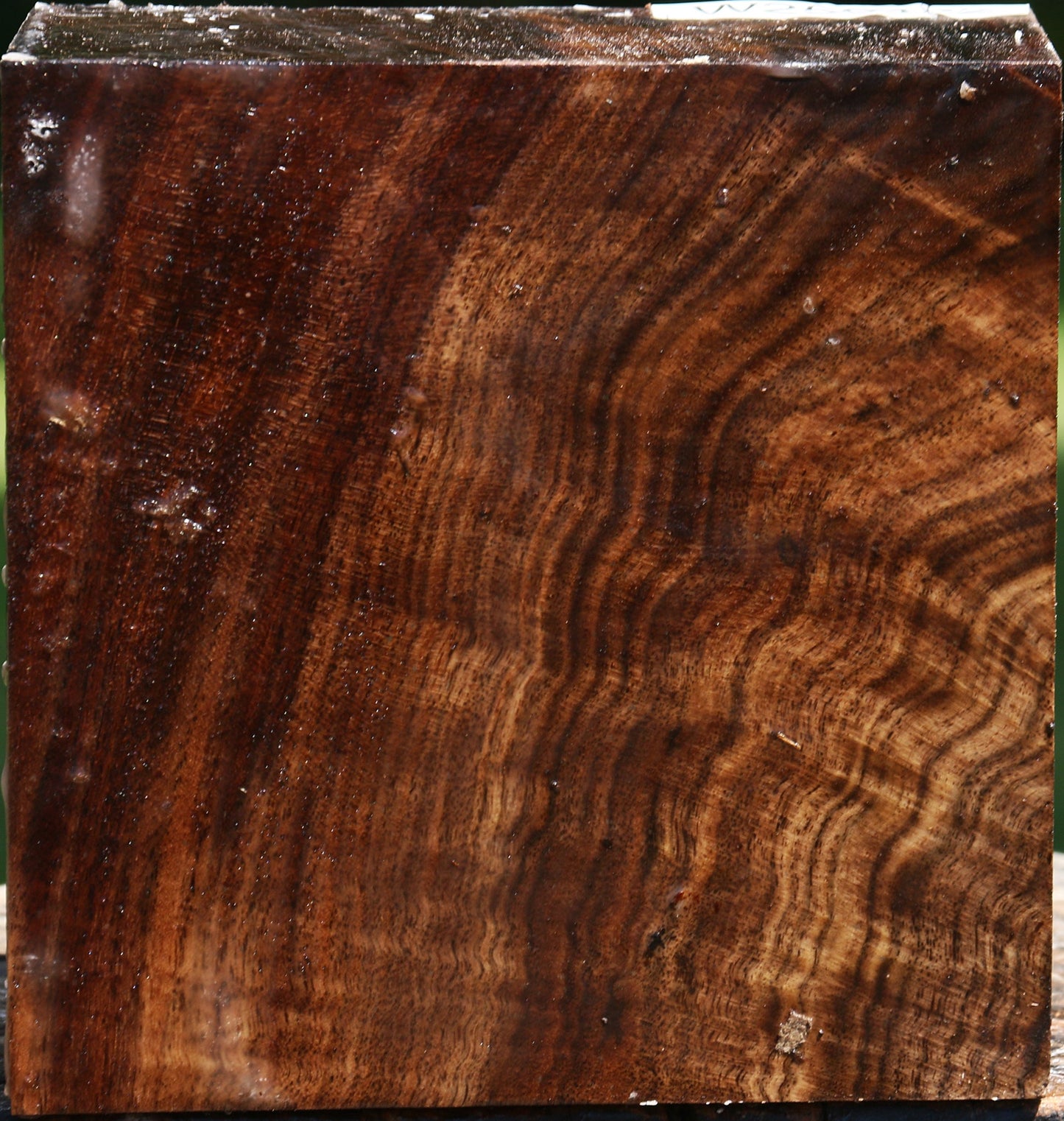 Extra Fancy Claro Walnut Bowl Blank