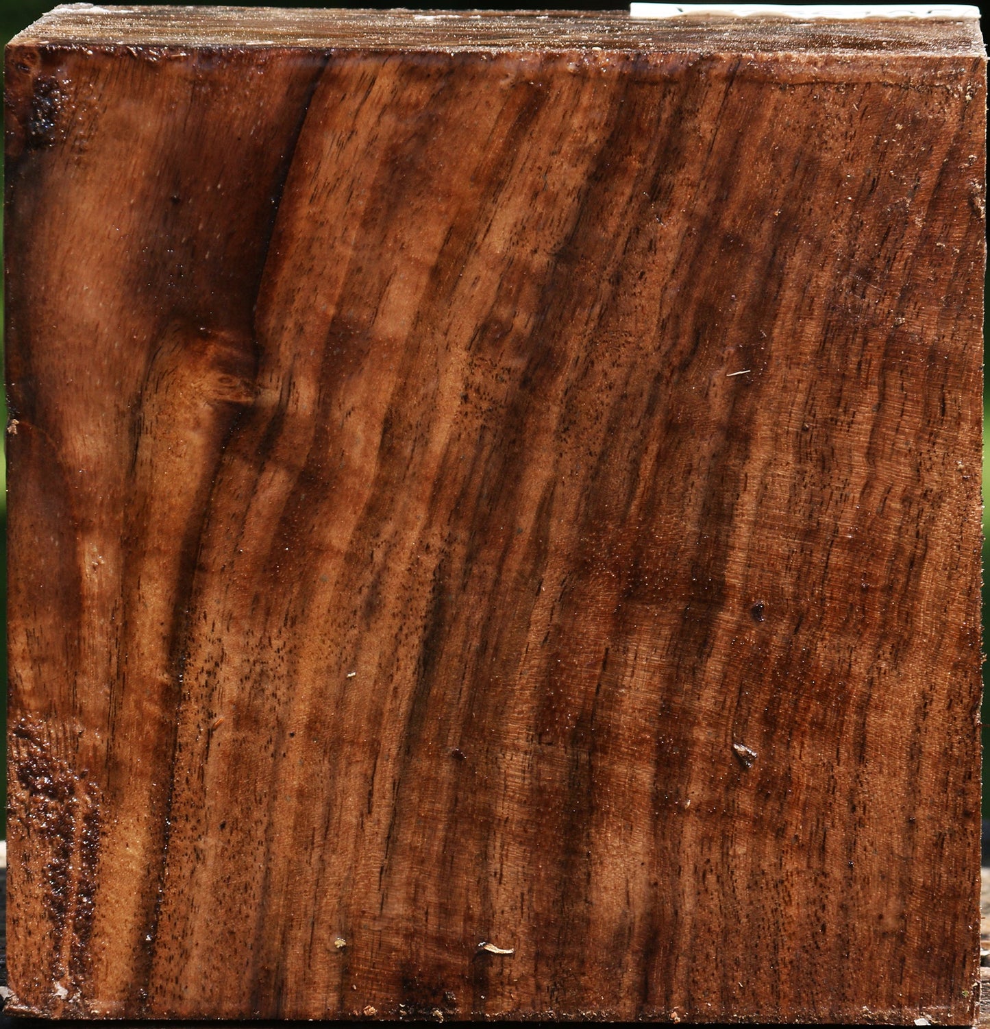 Extra Fancy Claro Walnut Bowl Blank