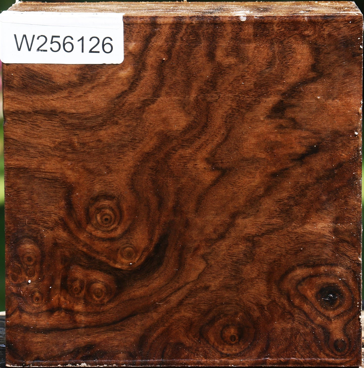 Extra Fancy Claro Walnut Bowl Blank