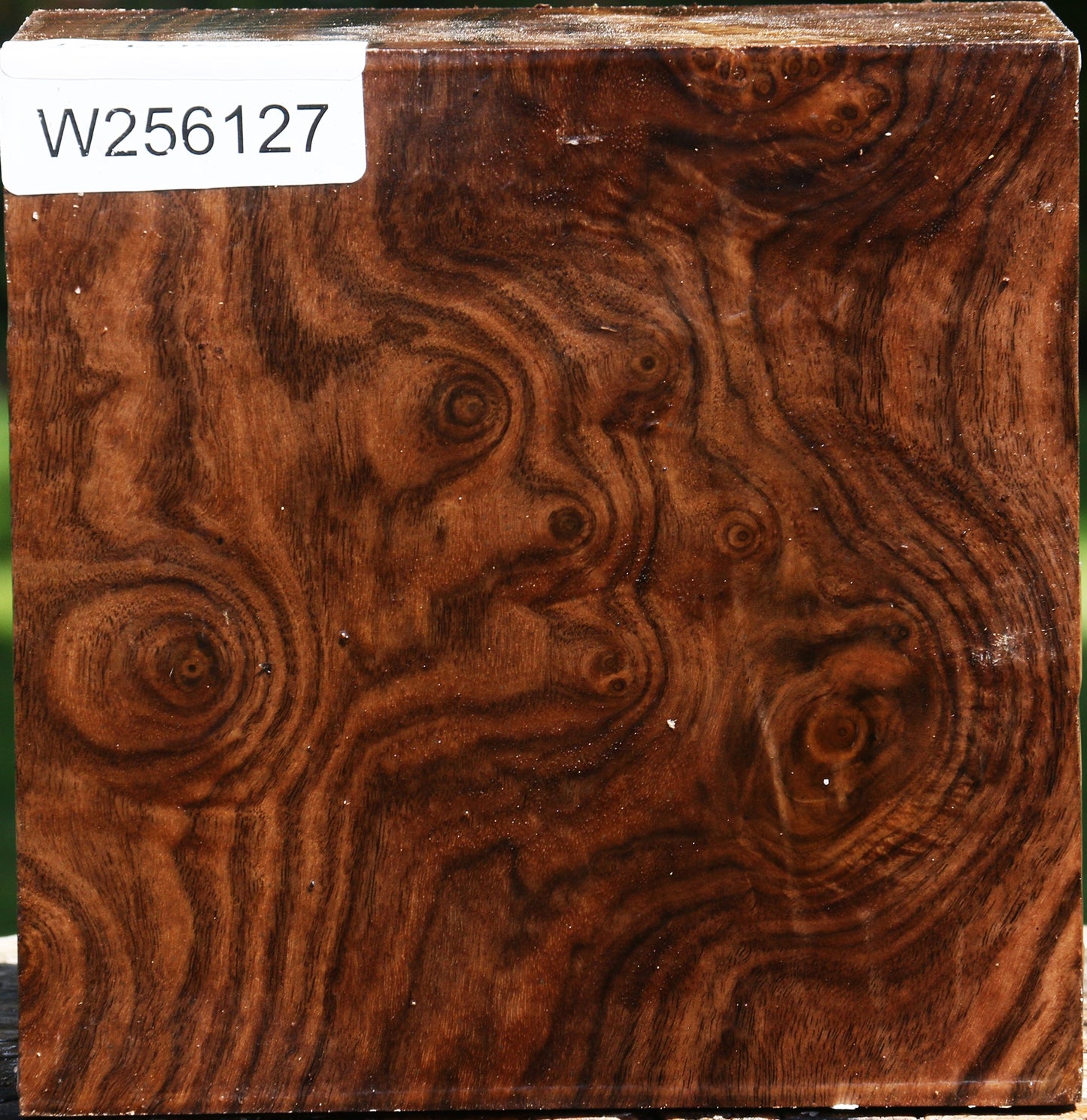 Extra Fancy Claro Walnut Bowl Blank